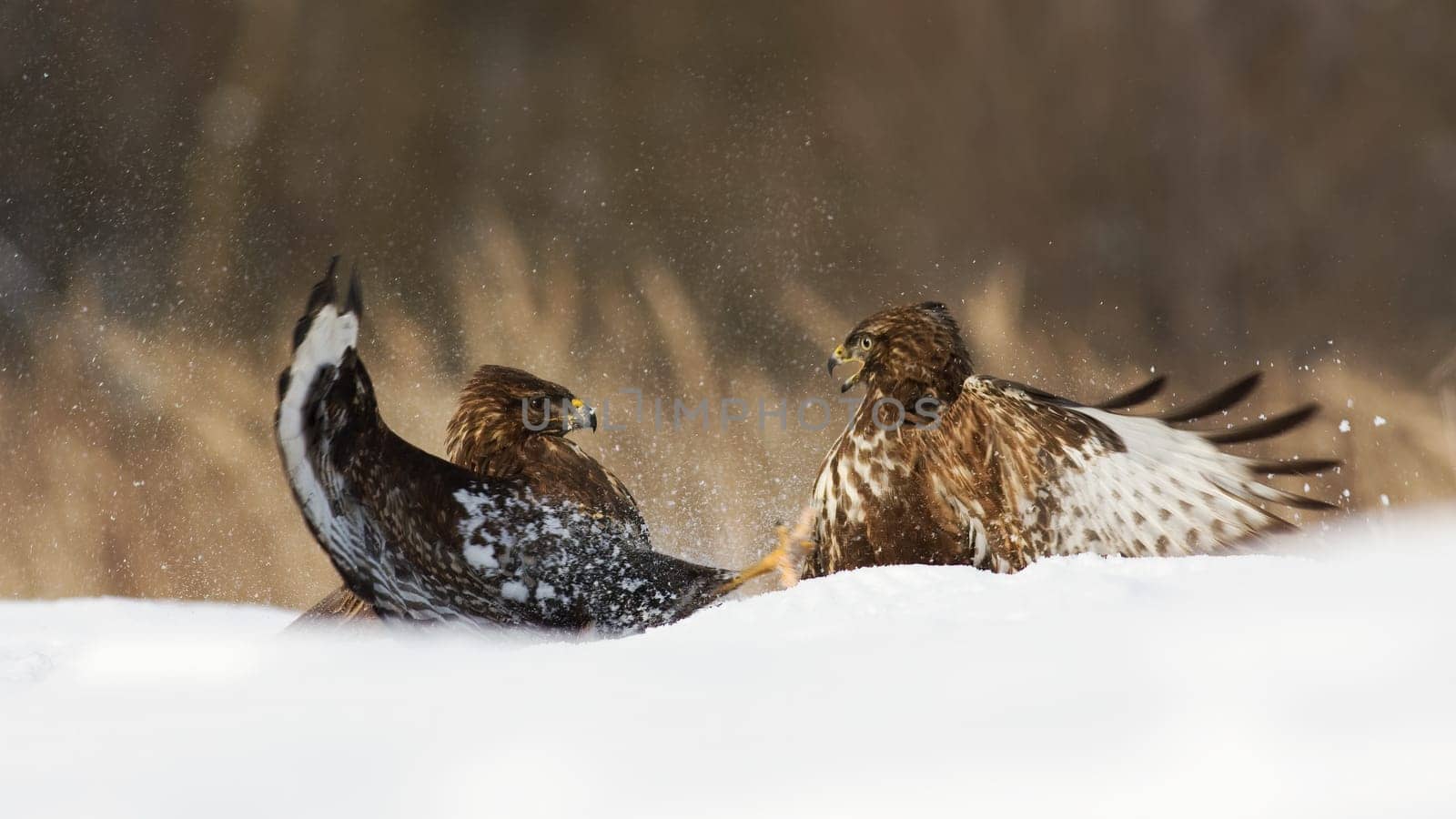 Two common buzzard, buteo buteo, fighting on snow in winter nature. Pair of birds of prey in battle on white glade. Feathered animals against each other on snowy pasture.