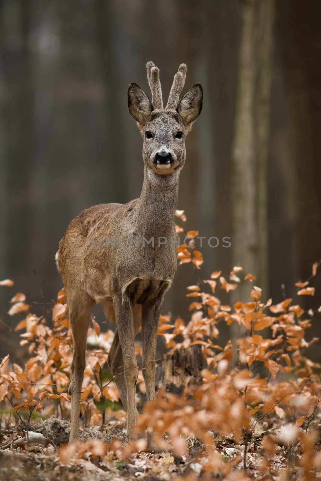 Roe deer, capreolus capreolus, looking to the camera in forest in vertical shot. Roebuck with velvet antlers standing in bush. Male mammal watching in woodland.