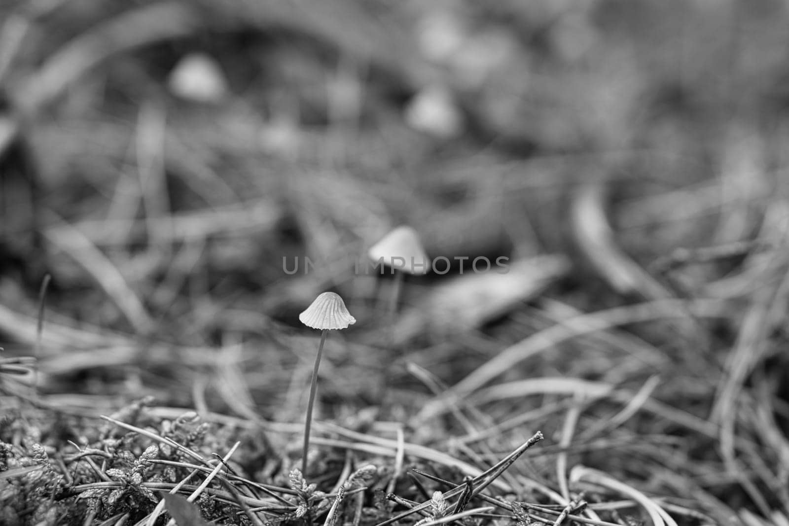 A group of filigree small mushrooms, taken in black and white, on the forest floor in soft light. Macro shot from nature