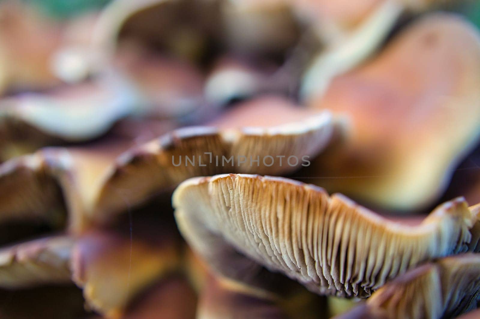 a filigree small mushroom on moss with light spot in forest. Forest floor. Macro shot from nature