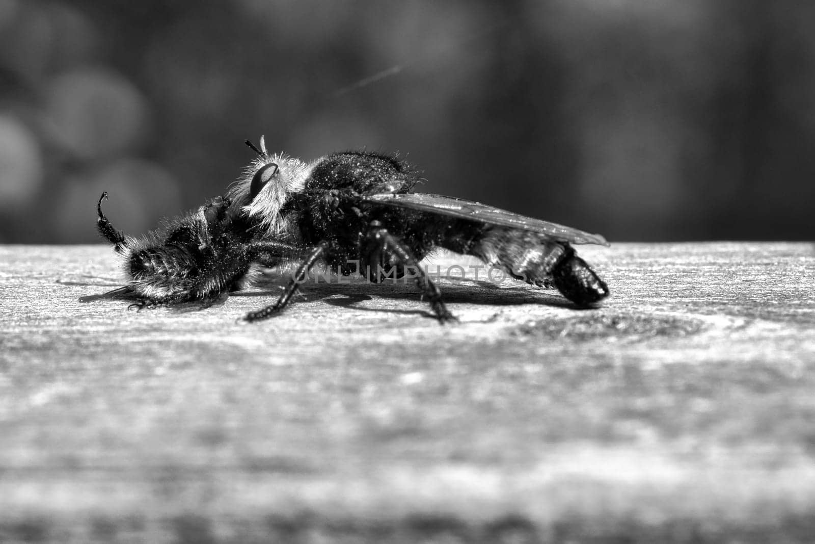 Yellow murder fly or yellow robber fly as black and white image with a bumblebee as prey. The insect is sucked out by the hunter. Yellow black hairs cover the hunter. Macro shot from nature