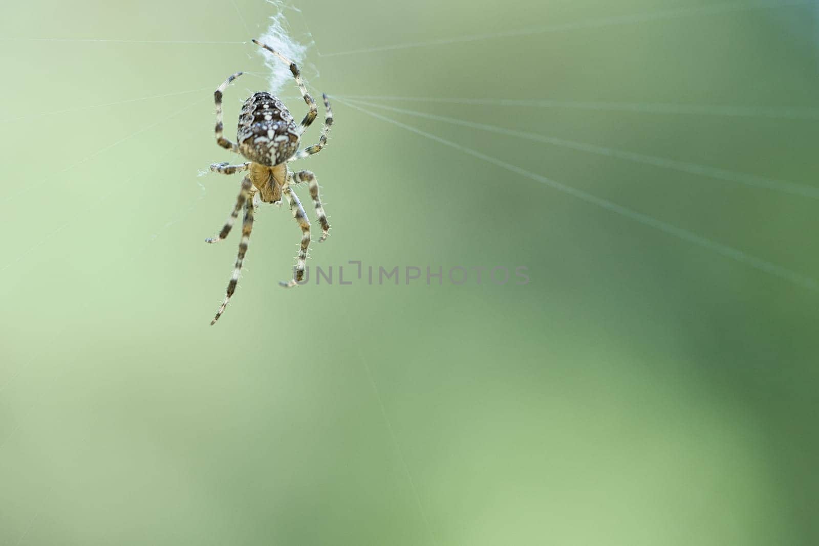 Cross spider in a spider web, lurking for prey. Blurred background. A useful hunter among insects. Arachnid. Animal photo from the wild.