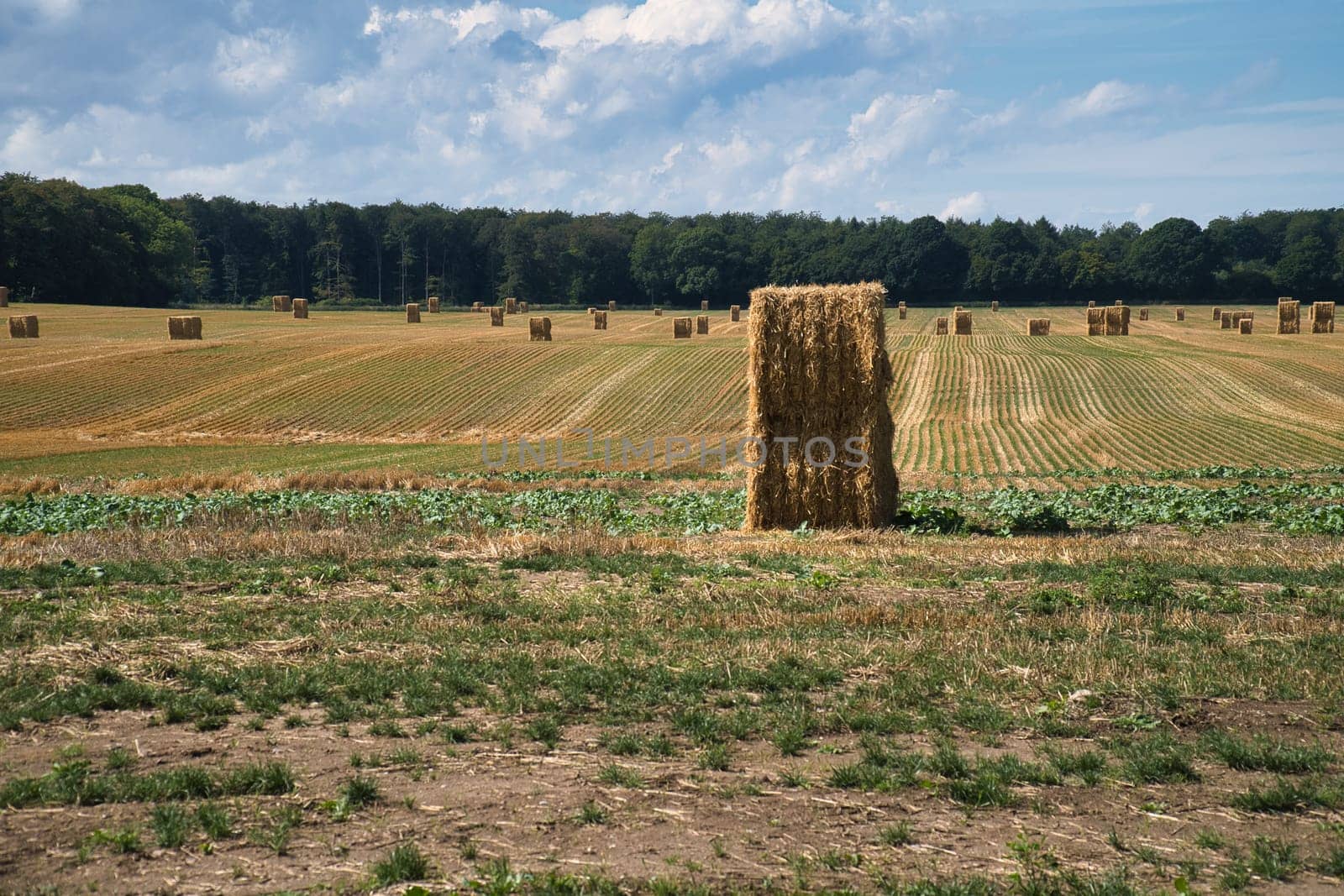 Straw bales on a harvested wheat field. Food supply. Agriculture to feed humanity. Landscape shot from nature.