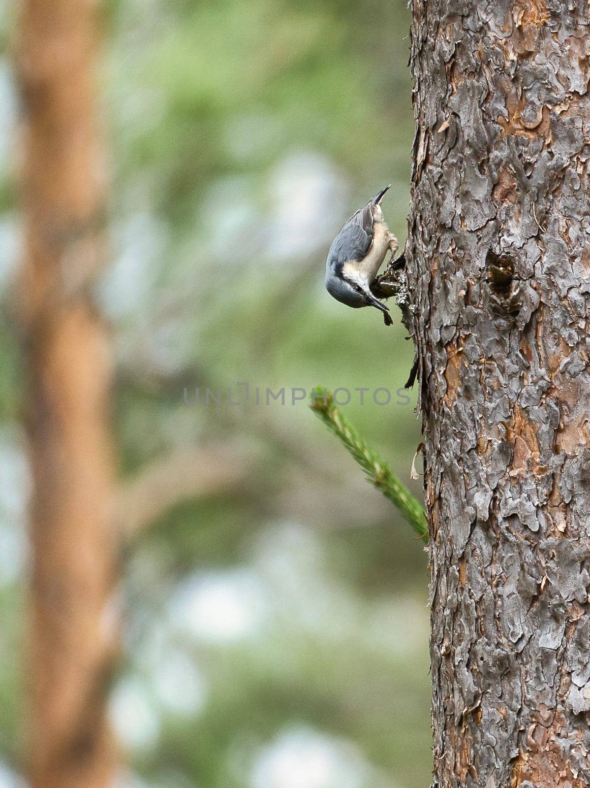 Nuthatch, on a tree trunk looking for food. Small gray and white bird. Animal photo from nature