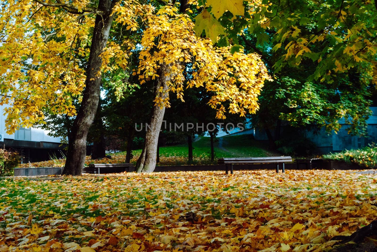 Trees with yellow foliage and fallen leaves in a square in Vilnius in autumn.