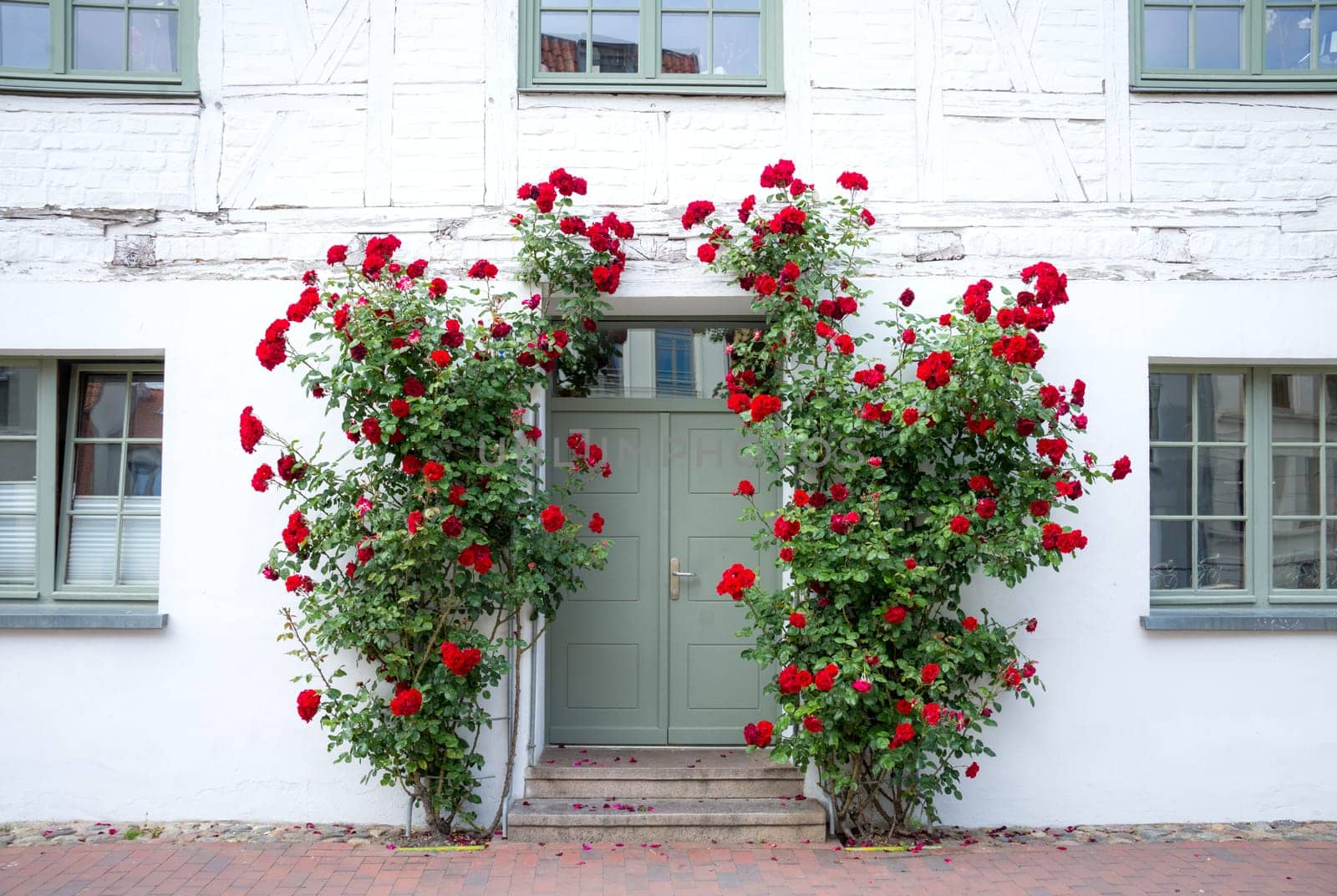 Roses on fence at old house
