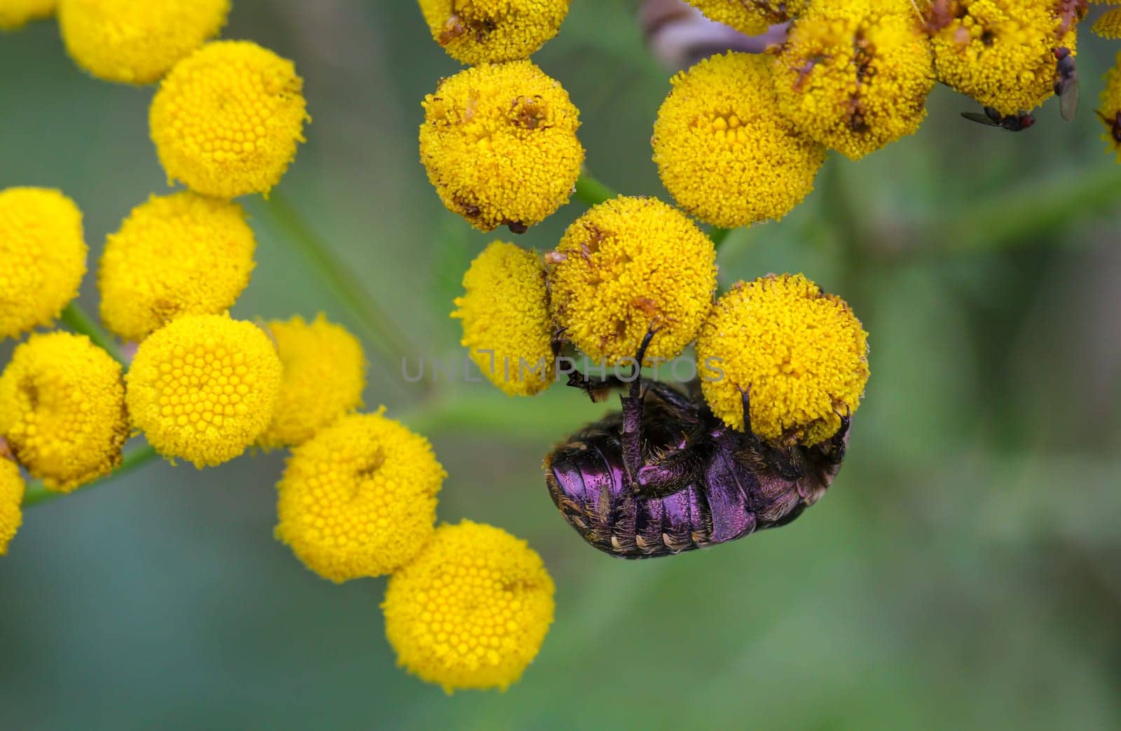 Close-up of a rosebay beetle on a meadow plant, a tansy.