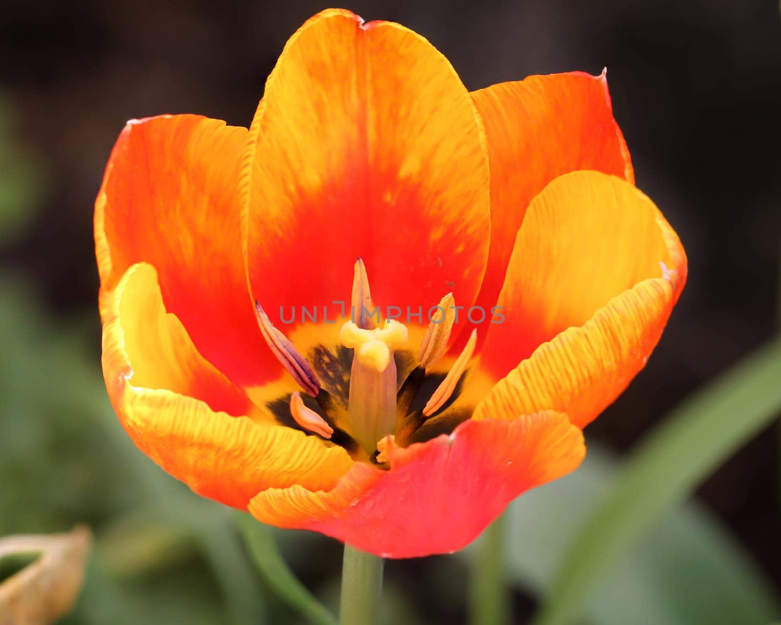 A close up of a tulip. The yellow red tulip flower.