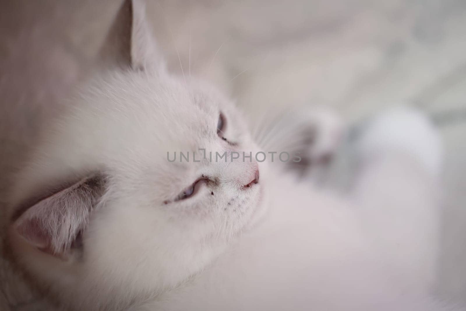 Portrait of a domestic cat, a cat which is kept as a pet.
