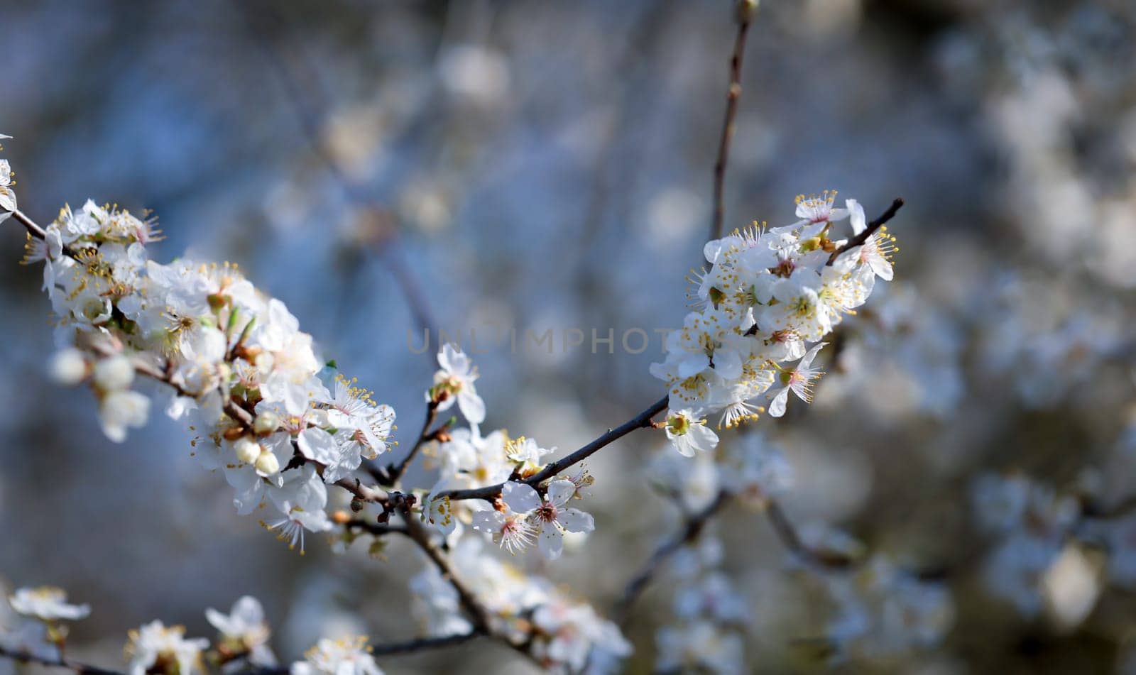 The flowers of a fruit tree in the spring.