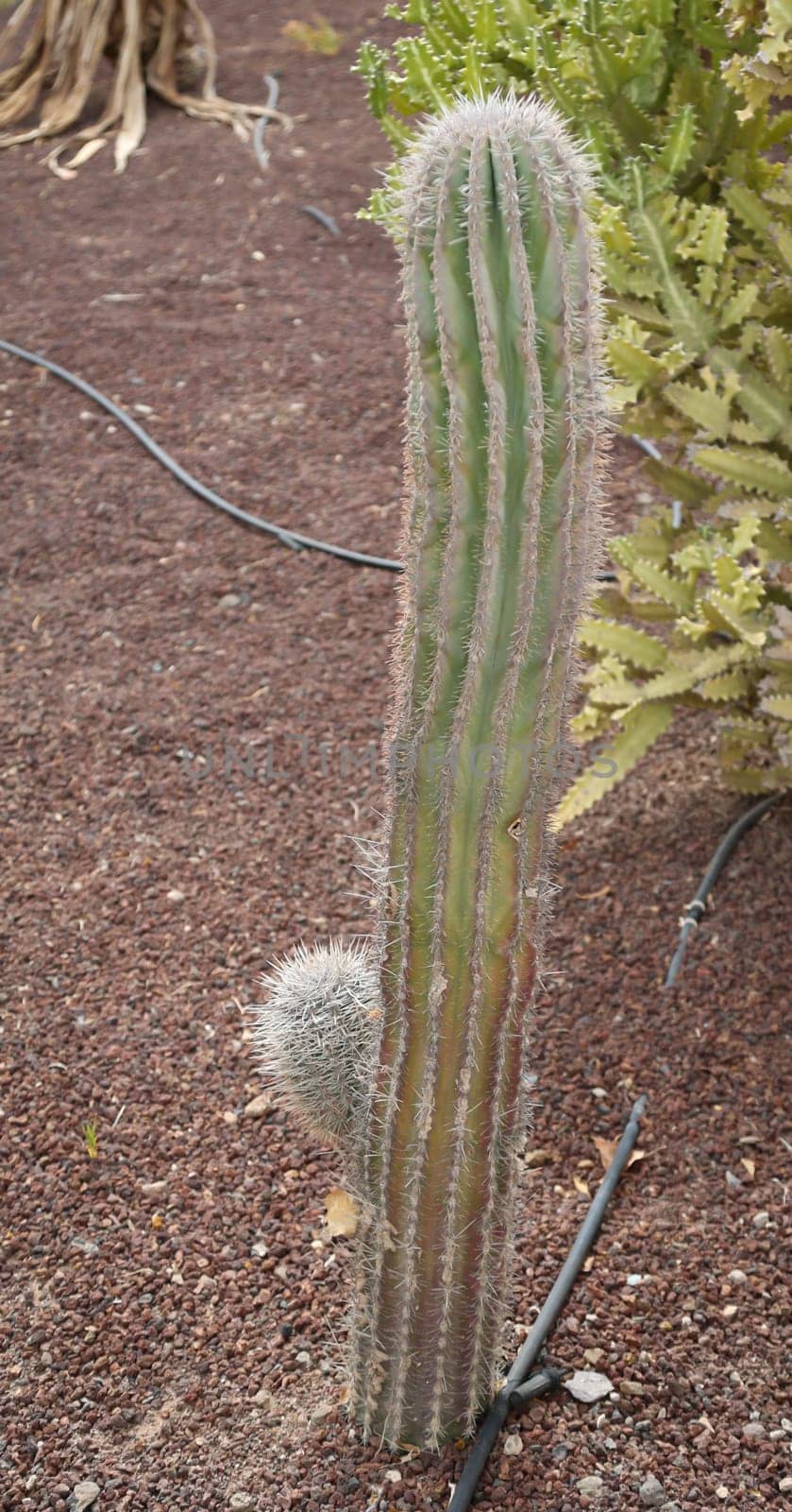 Detail of a cactus in a desert region. Close up of a cactus.