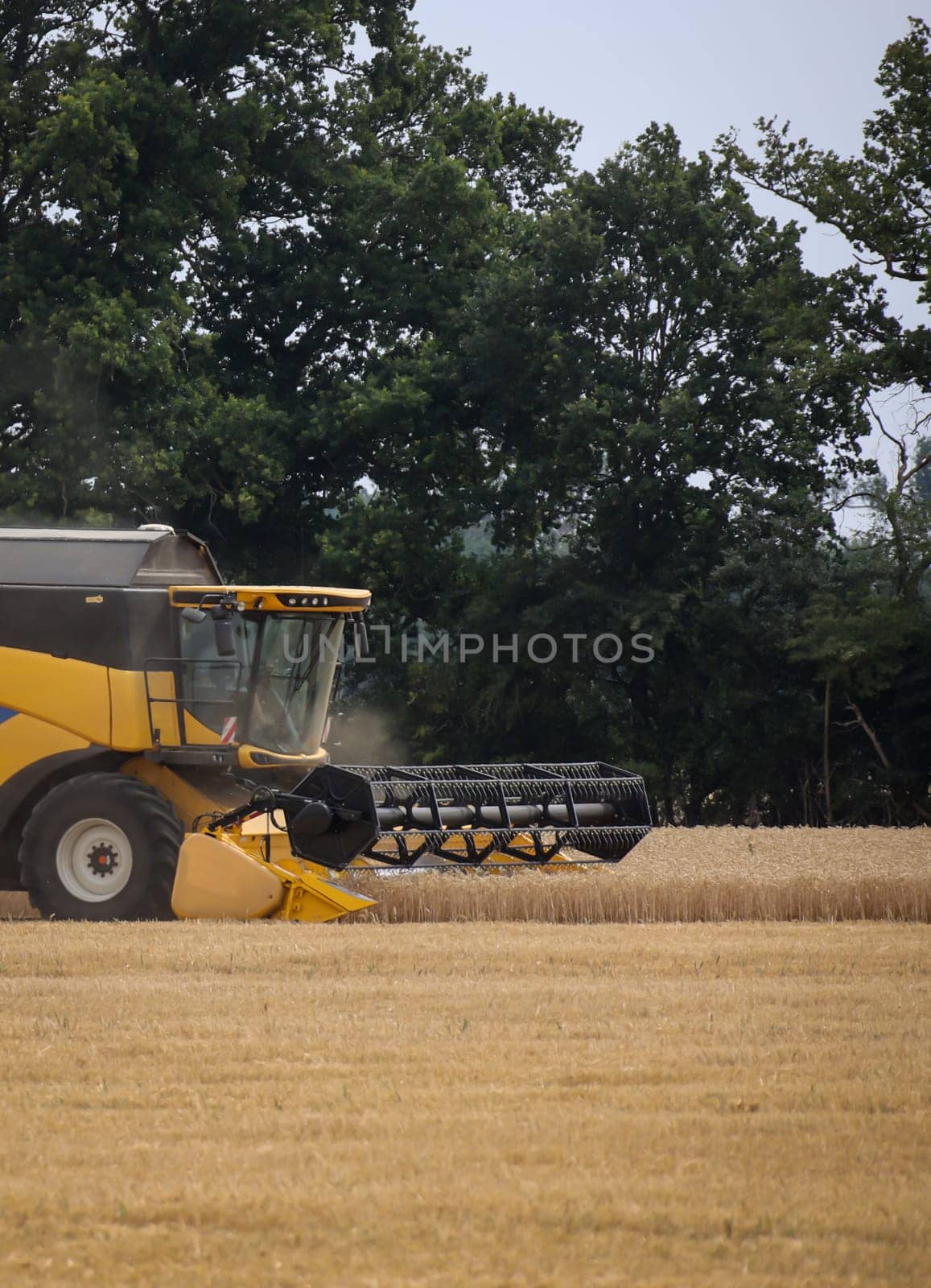 A yellow combine harvested a field of grain at the end of summer.