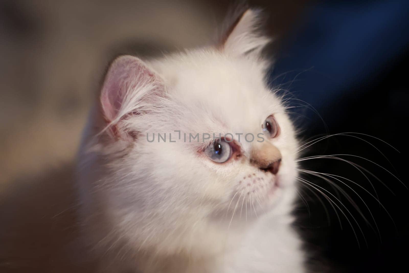 Portrait of a domestic cat, a cat which is kept as a pet.