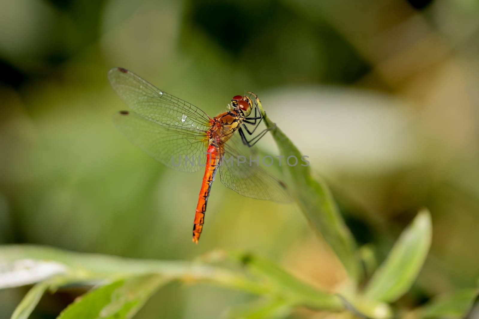 A Blood Red Darter, Symetrum sanguineum on a plant.