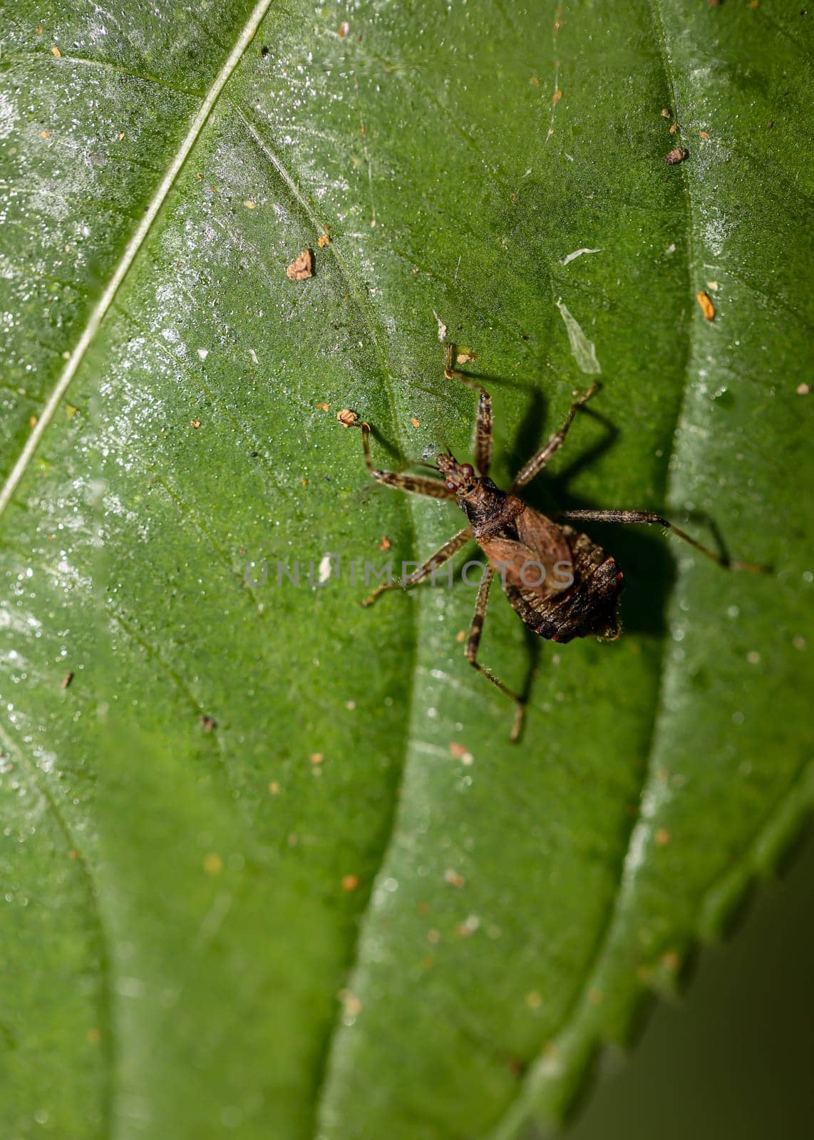 A brown bug on a tree leaf. Close up of a bug.