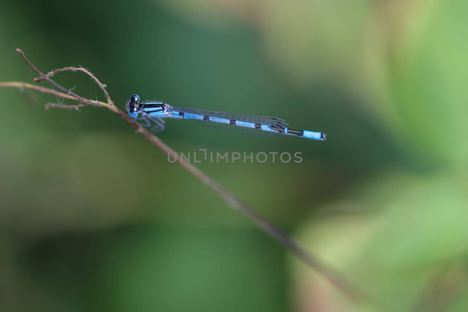 A small azure damselfly on a dry plant.