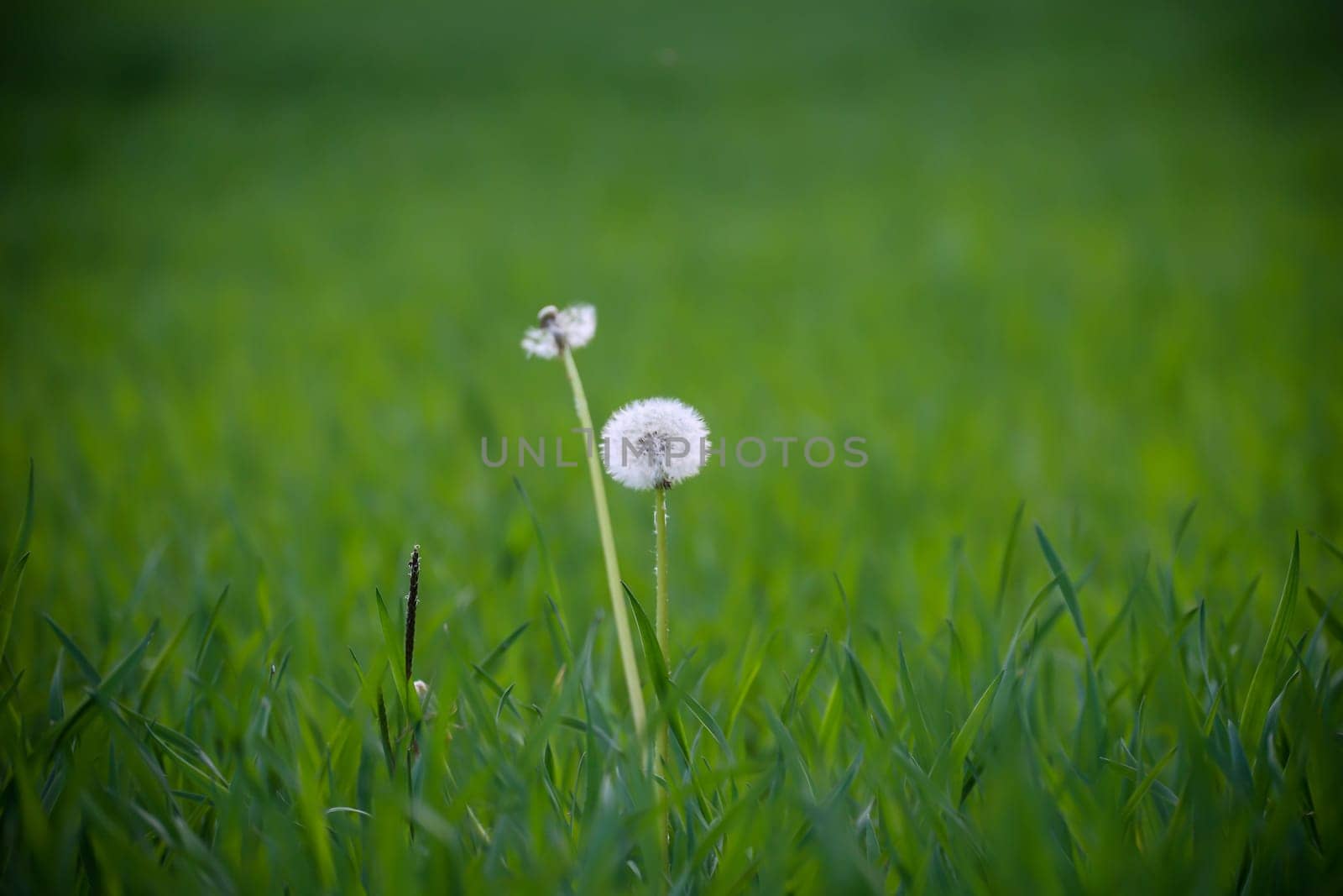 In a meadow are the remains of a dandelion flower, now a dandelion.