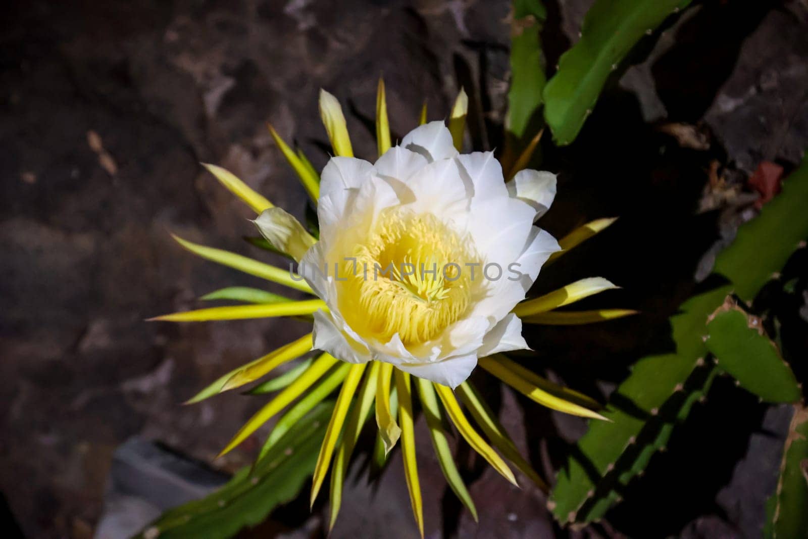 The flower, bud of the dragon fruit, cactus of the dragon fruit.