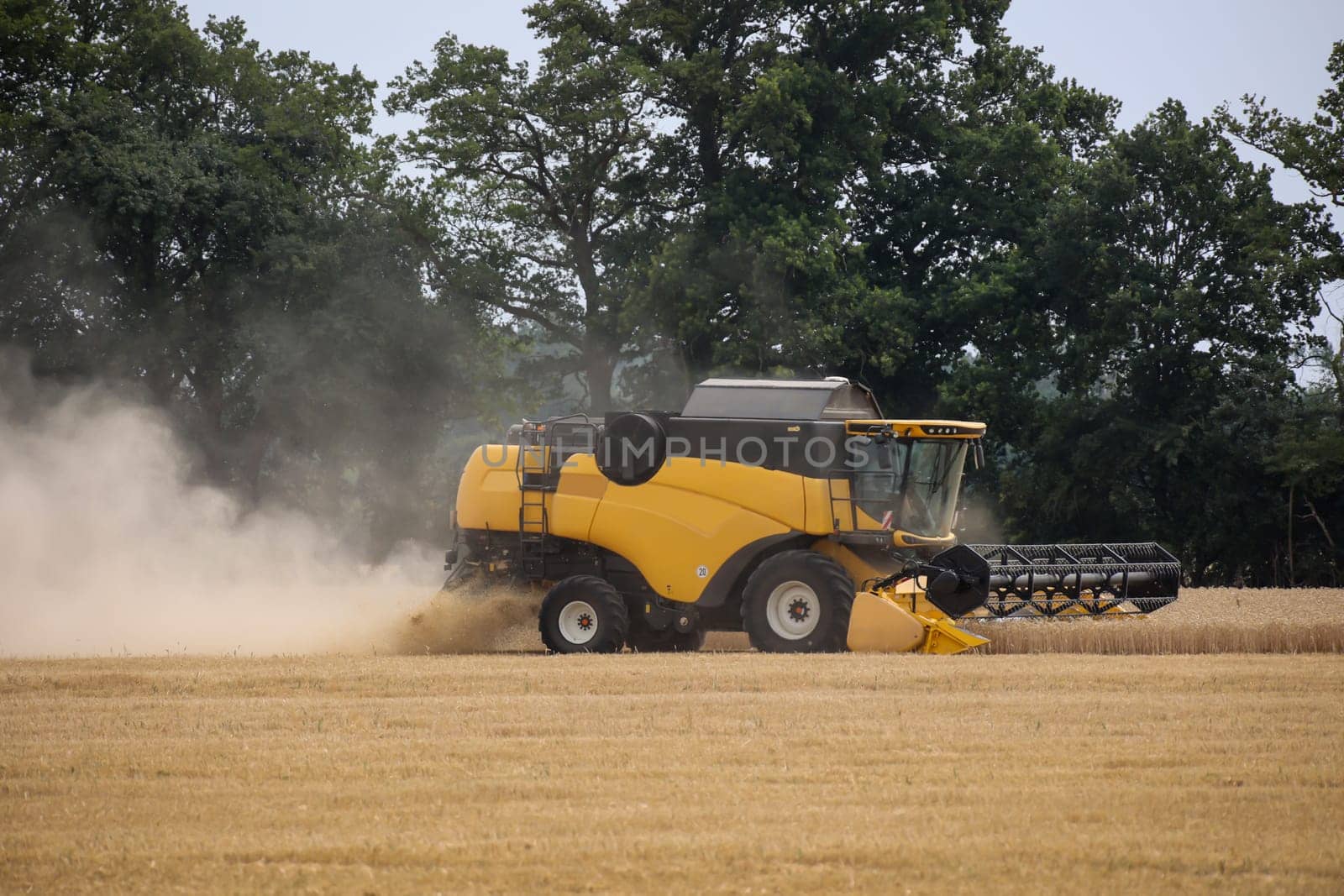 A yellow combine harvested a field of grain at the end of summer.