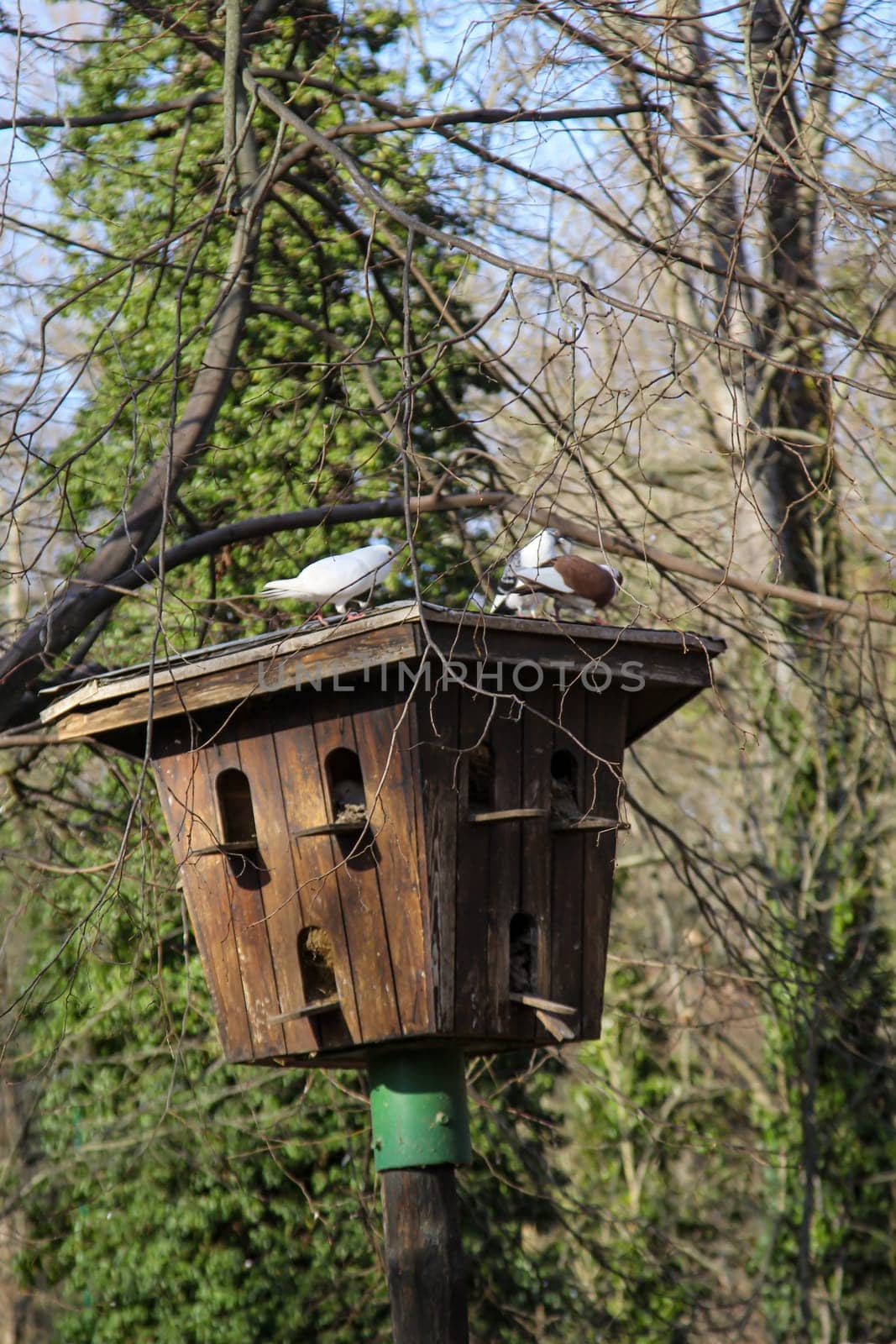 Pigeons sitting at the entrance to the dovecote. Dovecote on a pole.