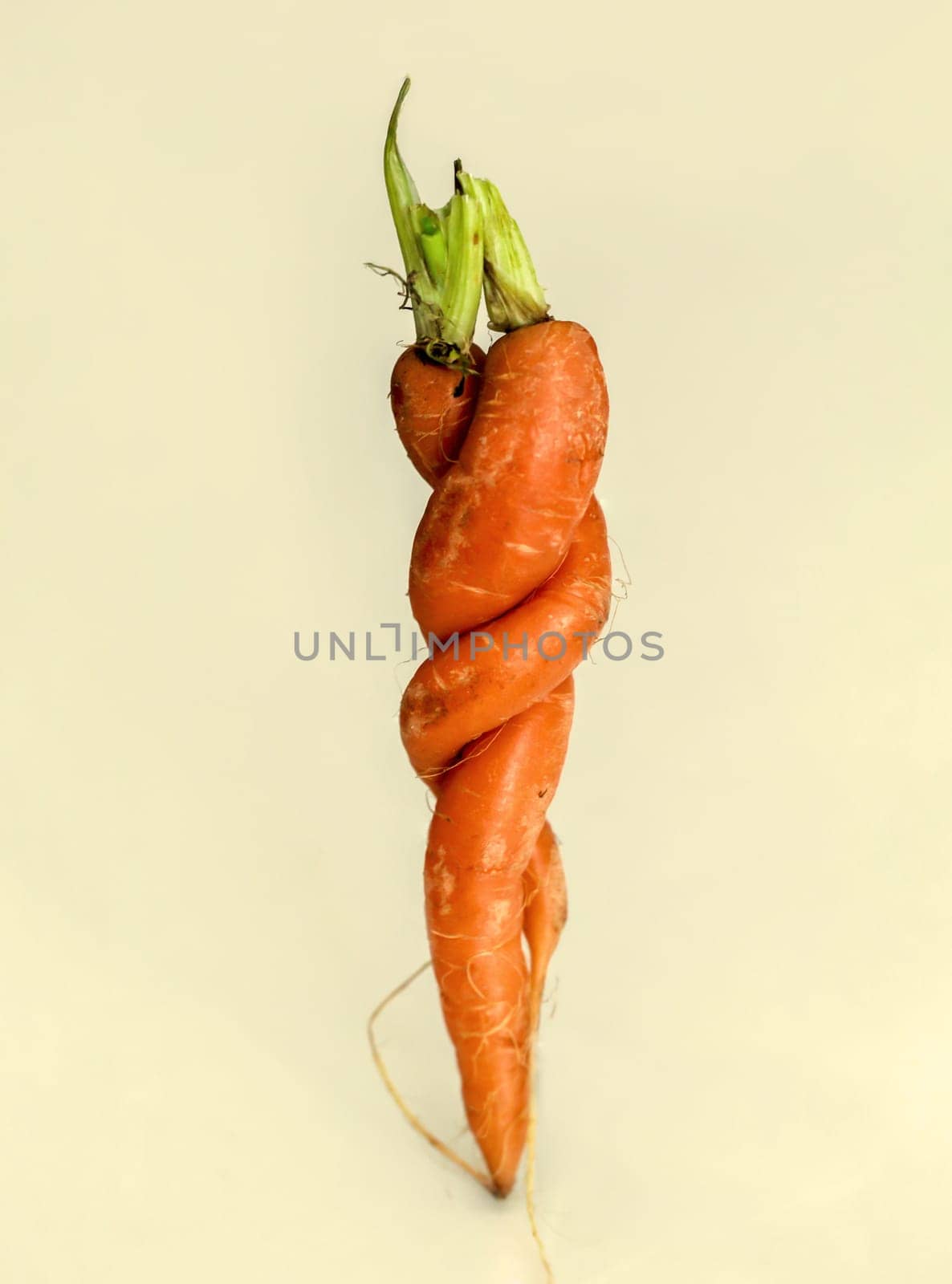 Two specially shaped carrots. Two embraced carrots on yellowish background.