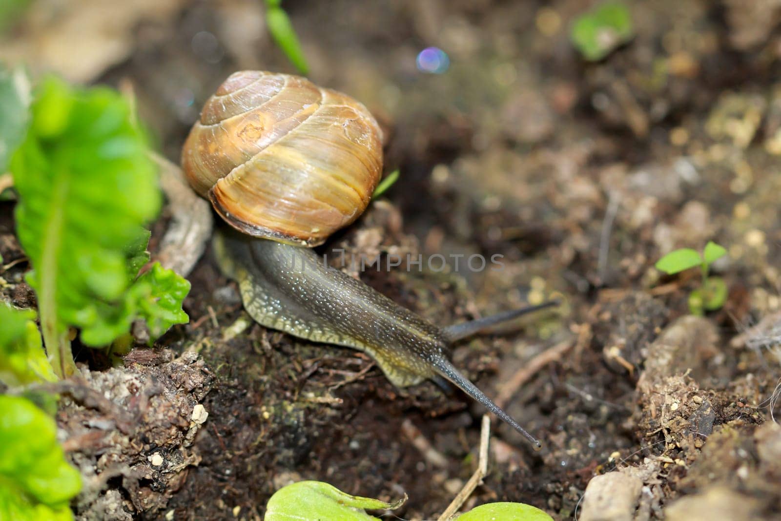 A small ribbon snail crawls through a flower bed.