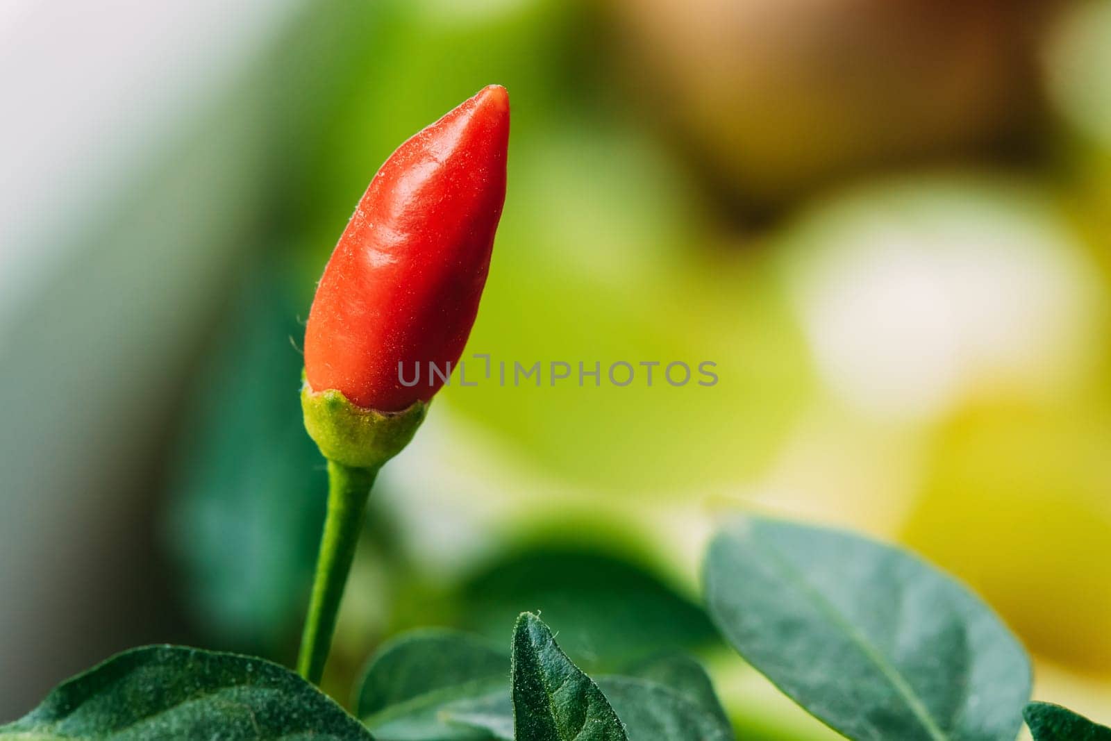 Small Organic Red Pepper Plant Growing On Garden Bed Plantation In Spring Season. Green Sprout With Leaves Growing From Soil In Pot. Spring, Concept Of New Life. Agricultural Season