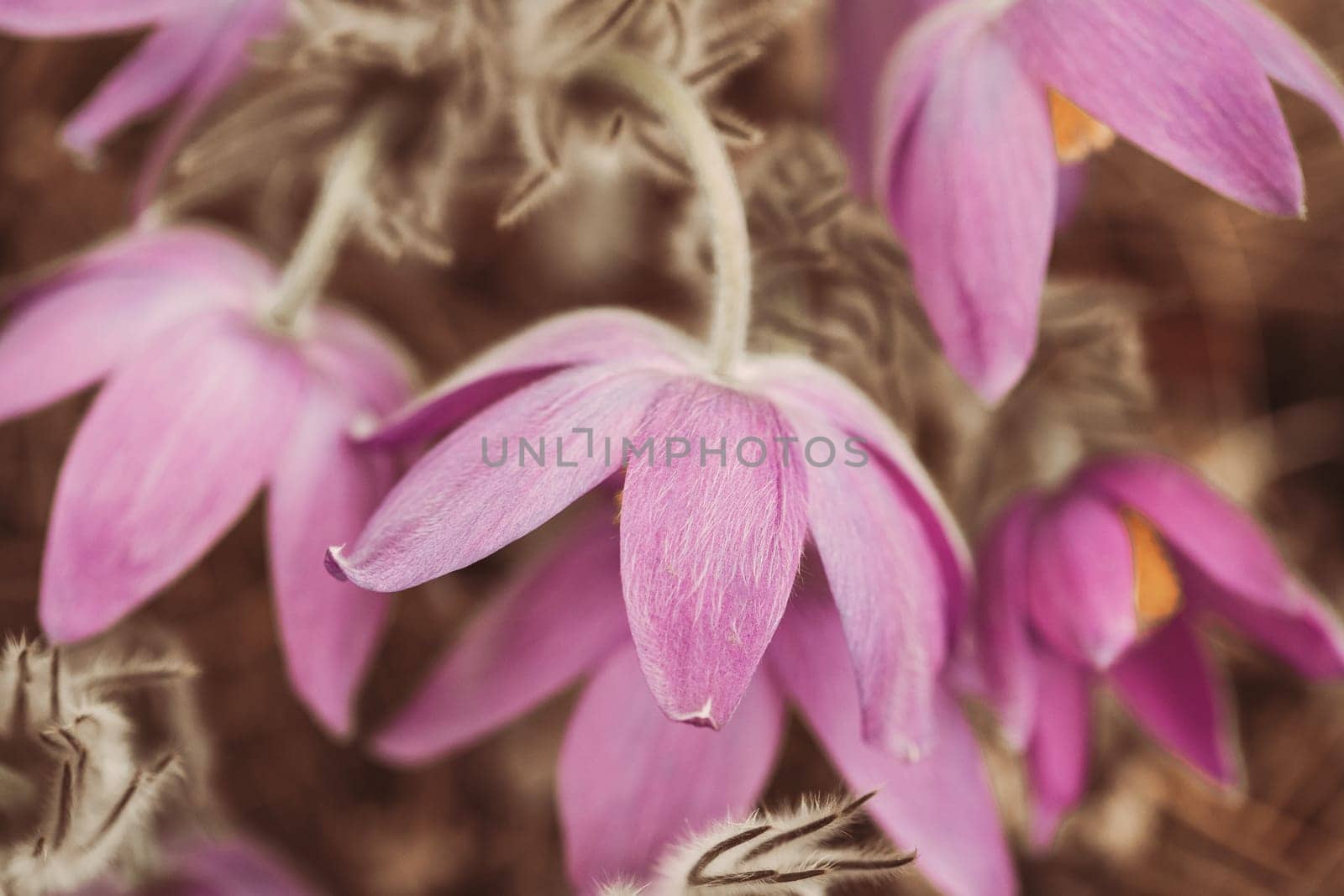 Toned Photo Beautiful Wild Spring Pink Purple magenta Flowers. Flowering Blooming Plant.
