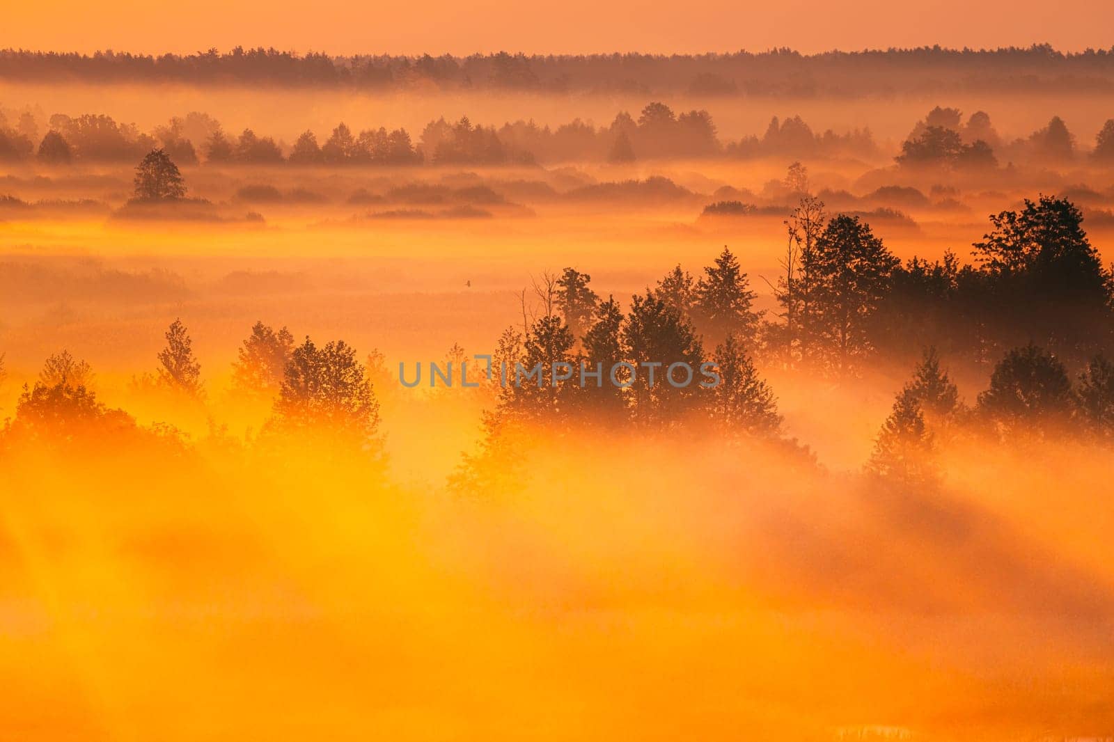 Amazing Sunrise Light Above Misty Landscape. Scenic View Of Foggy Morning In Misty Forest Park Woods. Summer Nature Of Eastern Europe. Sunset Dramatic Sunray Light Sunbeam.