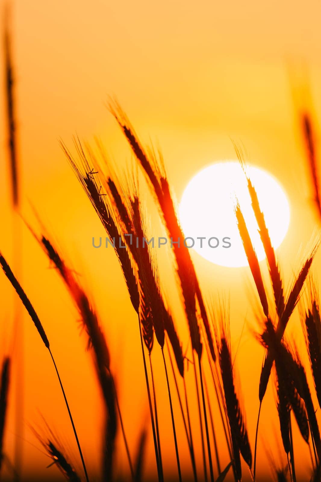 Summer Sun Shining Through Young Yellow Wheat Sprouts. Wheat Field In Sunset Sunrise Sun. Close up.