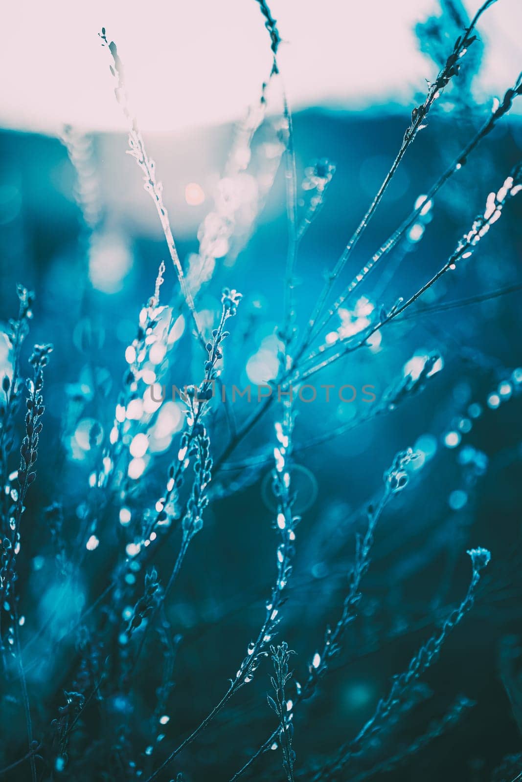 Close Up Summer Autumn Grass In Sunset Sunrise Sunlight. Toned Photo In Trend Classic Blue Color.