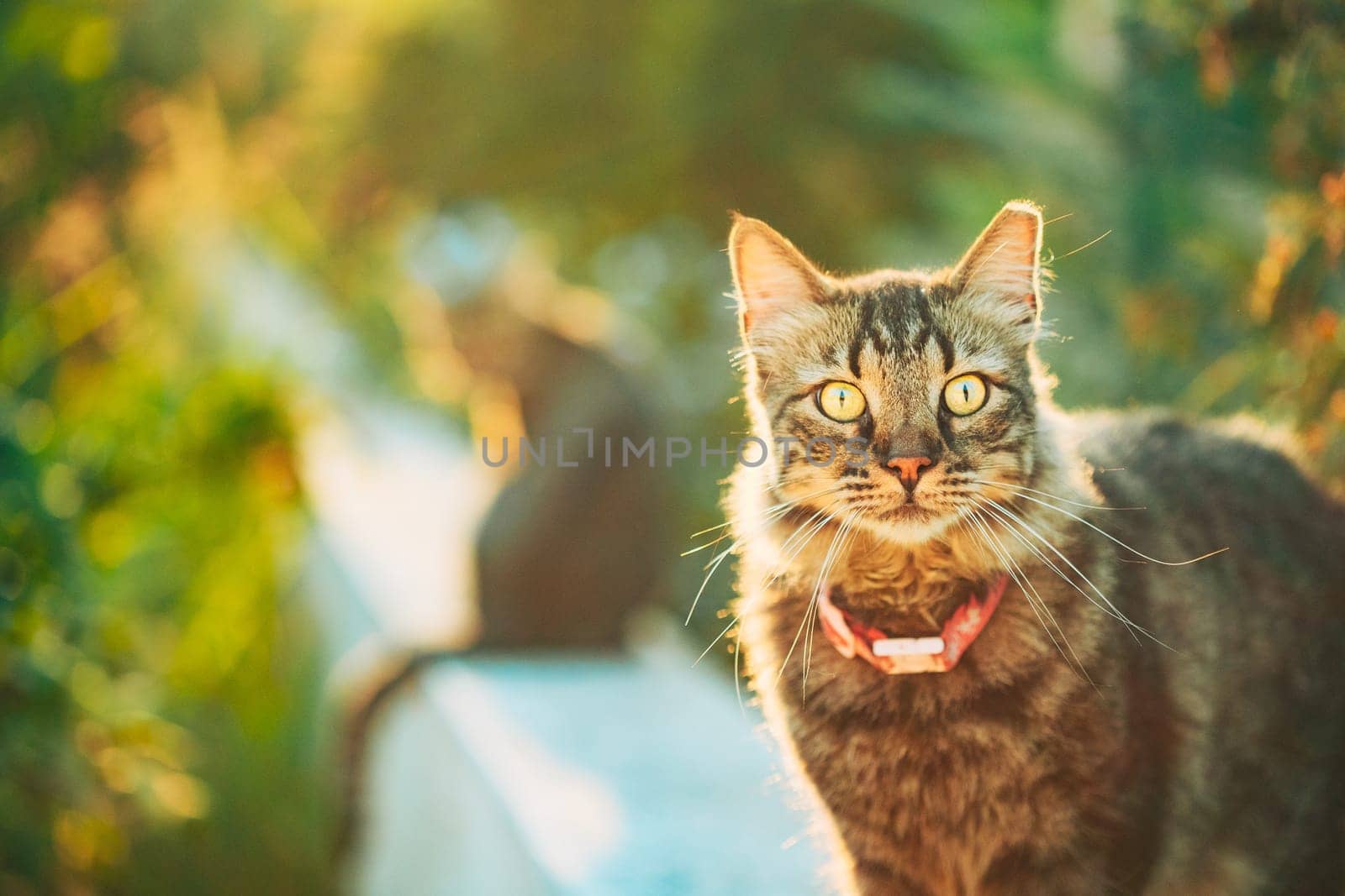 Gorgeous Gray Cat Outdoor Portrait In Sunny Day. Close Up.