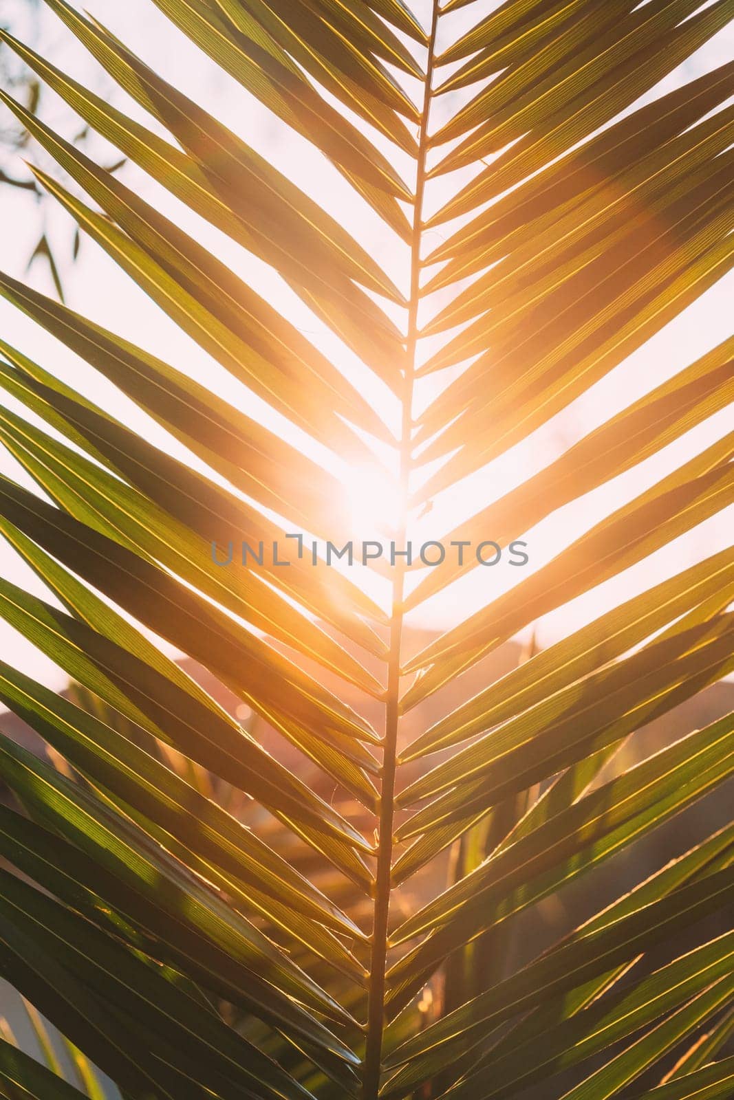 Close Up Of Palm Tree Branch. Sunlight Sun Rays Shine Through Green Leaf Leaves Growing In Palm Branch During Sunrise Or Sunset.