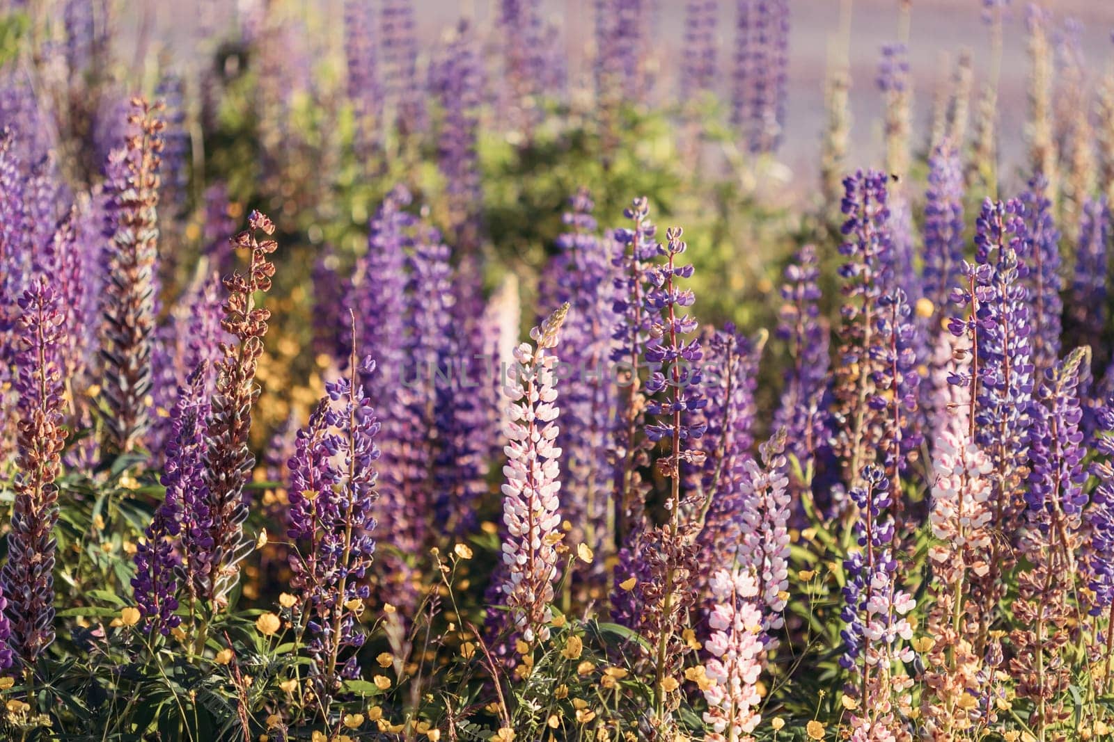 Bush Of Wild Flowers Lupine In Summer Field Meadow At Sunset Sunrise. Lupinus, Commonly Known As Lupin Or Lupine, Is A Genus Of Flowering Plants In The Legume Family, Fabaceae.