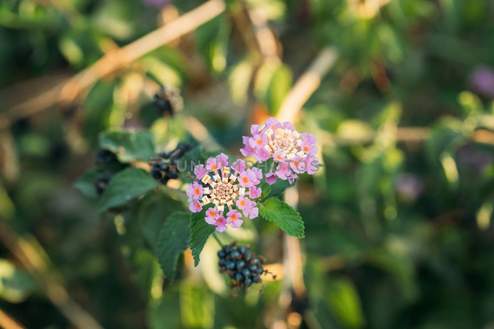 Blooming Pink Flowers Of Lantana In Summer Garden.