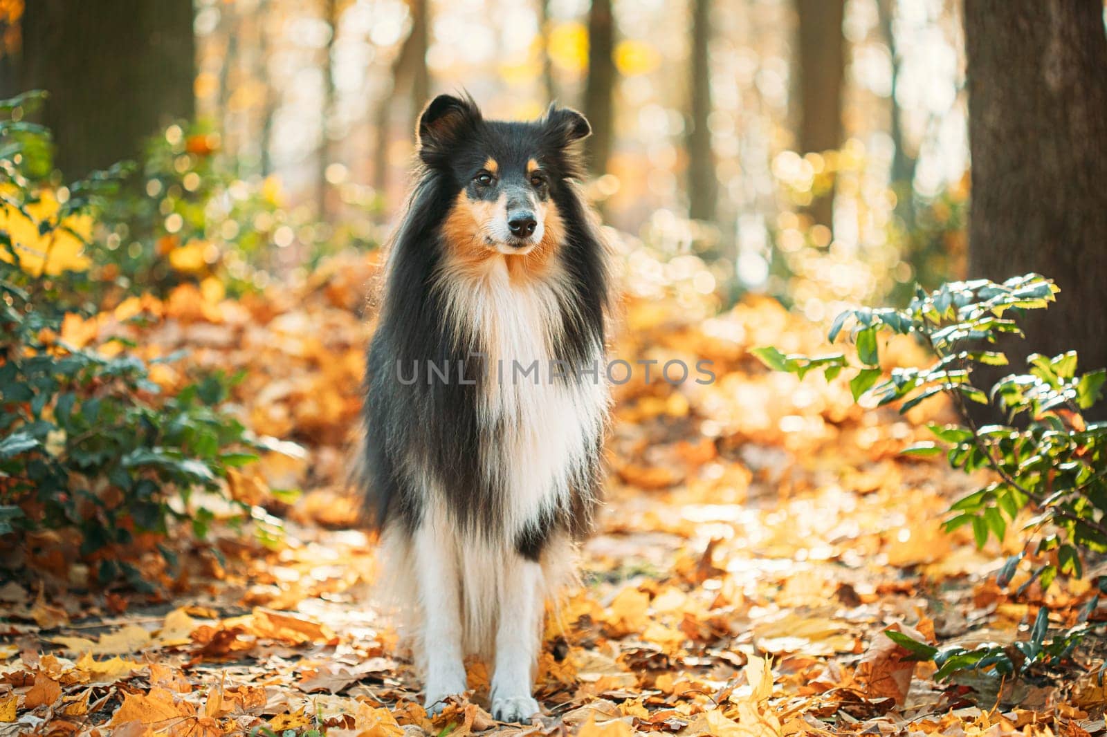 Tricolor Rough Collie, Funny Scottish Collie, Long-haired Collie, English Collie, Lassie Dog Outdoors In Autumn Day. Portrait.