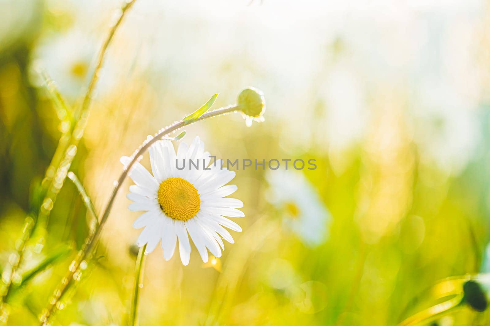 Blooming Wild Flower Matricaria Chamomilla, Matricaria Recutita, Chamomile. Commonly Known As Italian Camomilla, German Chamomile, Hungarian Chamomile, Wild Chamomile In Summer Meadow.