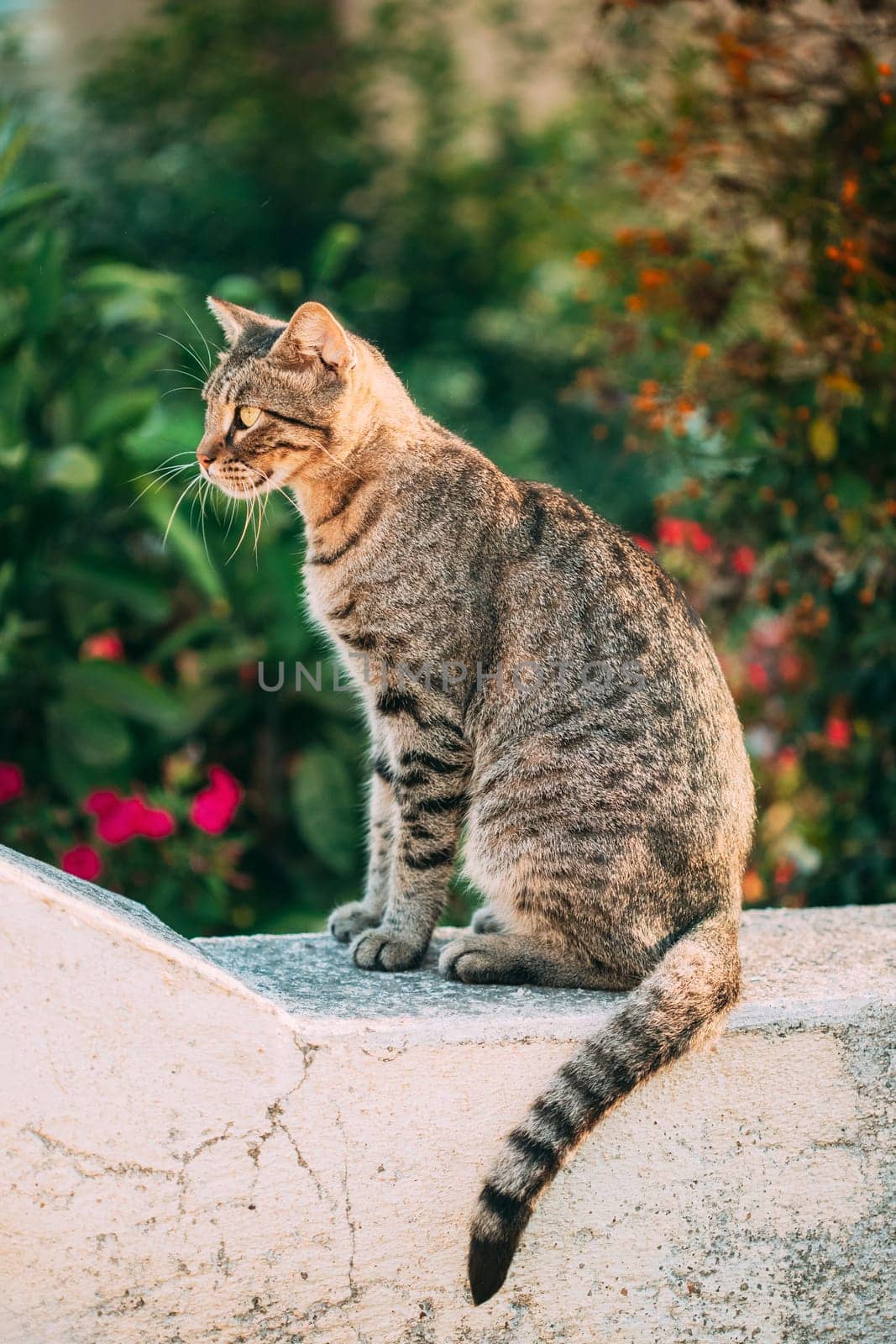 Portrait Of Homeless Gray Cat Resting Outdoor In Street.