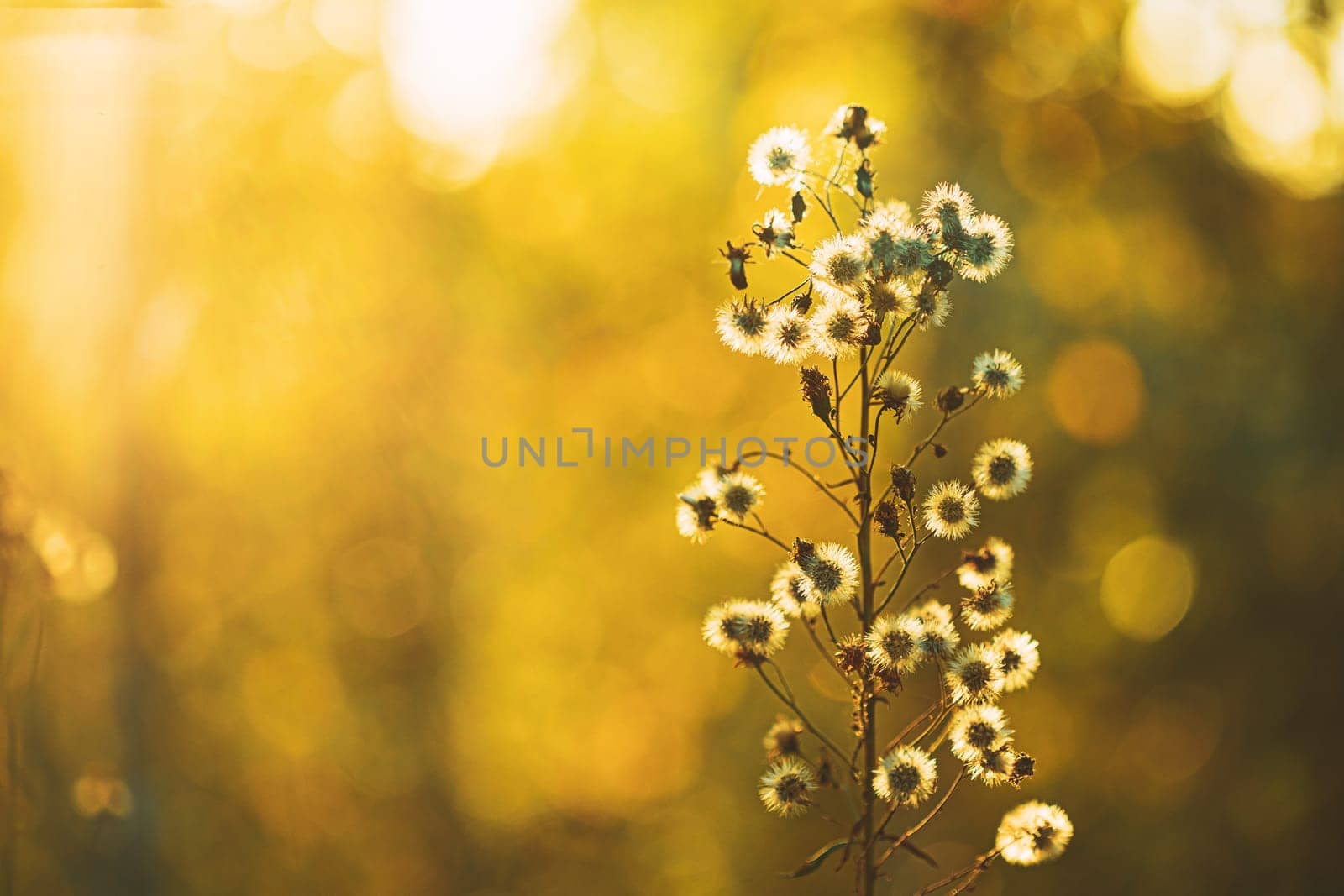 Dry Flowers Of Conyza Sumatrensis. Guernsey Fleabane, Fleabane, Tall Fleabane, Broad-leaved Fleabane, White Horseweed, And Sumatran Fleabane. Close Up Autumn Grass And Flowers In Sunset Sunrise Sunlight.