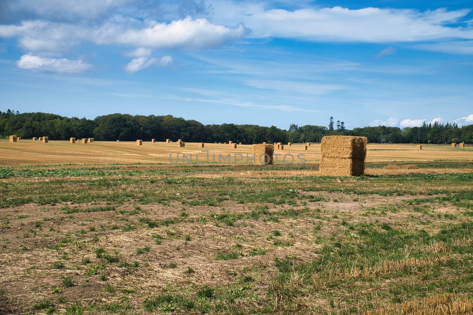 Straw bales on a harvested wheat field. Food supply. Agriculture to feed humanity. Landscape shot from nature.