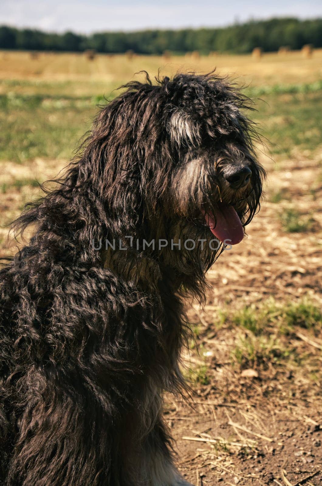 Portrait of a Goldendoodle dog. Fluffy, curly, long, black light brown fur. Intimate family dog. Interested look in nature. Animal photo of a dog