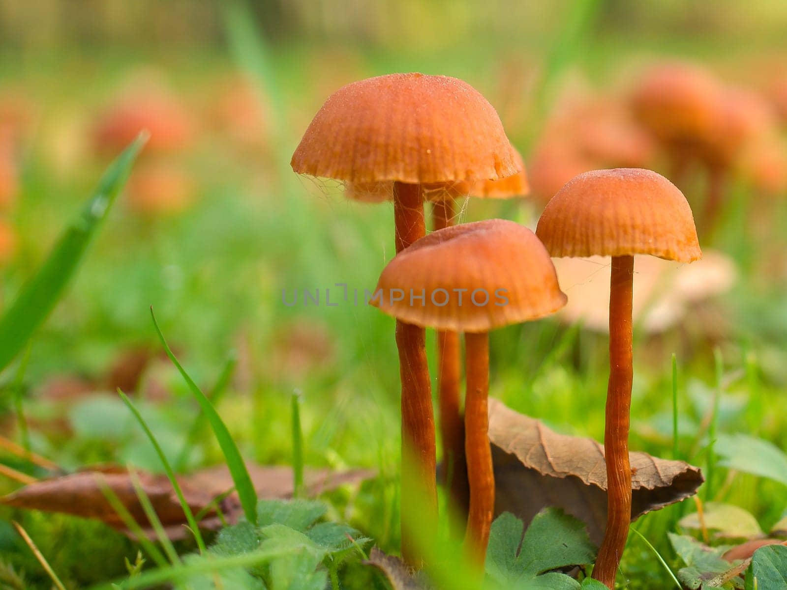 Orange filigree mushrooms on a meadow. Macro view from the habitat. Nature photo
