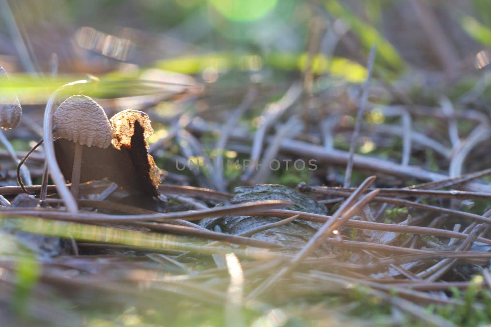 Mushroom, dreamy, blurred with sun rays on needle forest floor in autumn. Soft light mood. Macro shot from nature in forest