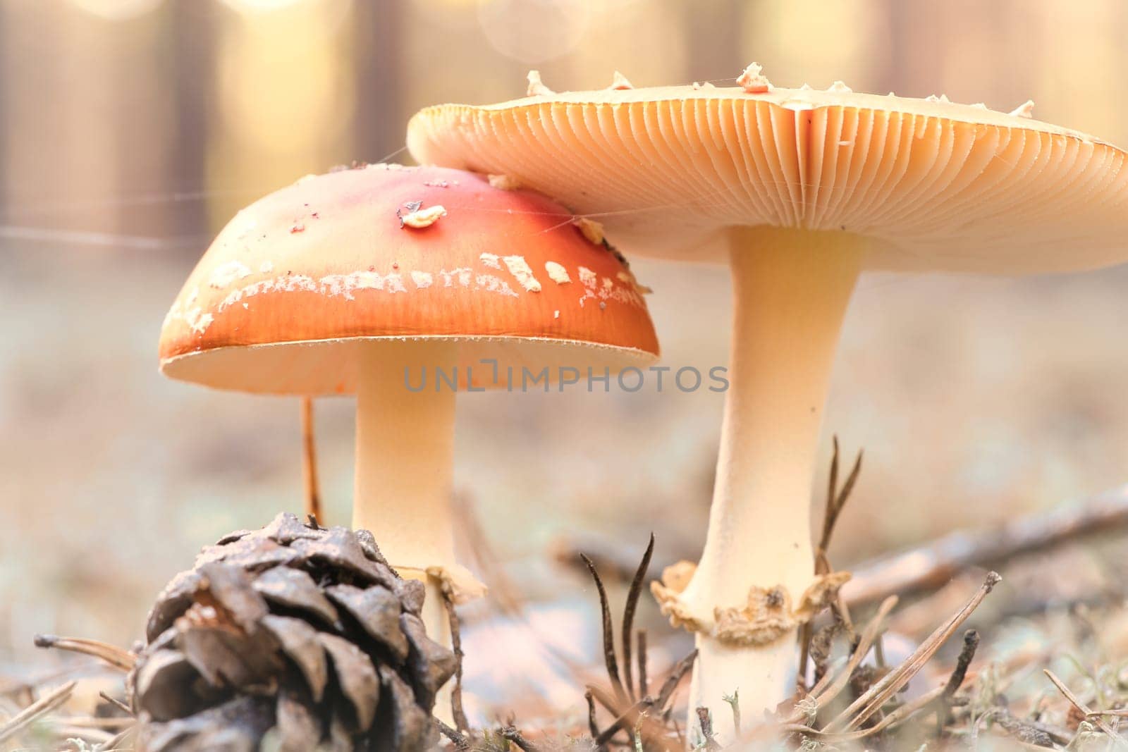 Toadstool, blurry and dreamy, in the grass in the forest. Poisonous mushroom. Red hat with white spots. Close up from nature in forest