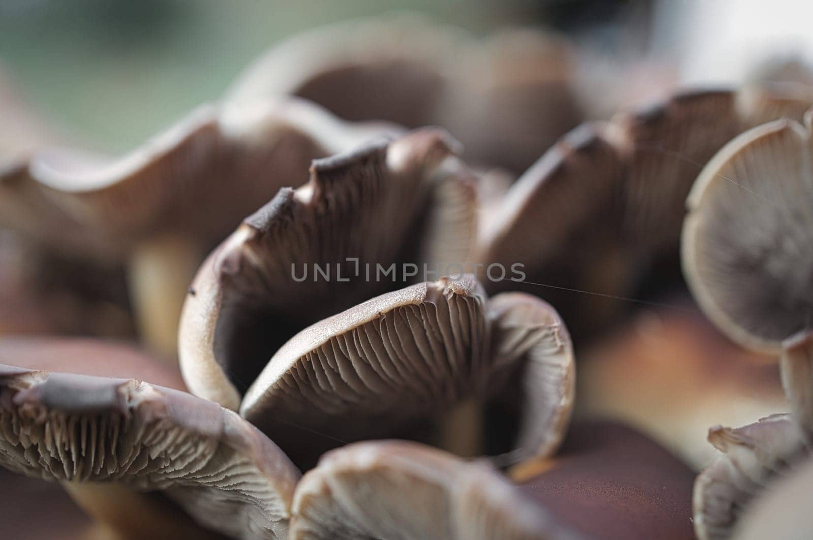 a filigree small mushroom on moss with light spot in forest. Forest floor. Macro shot from nature