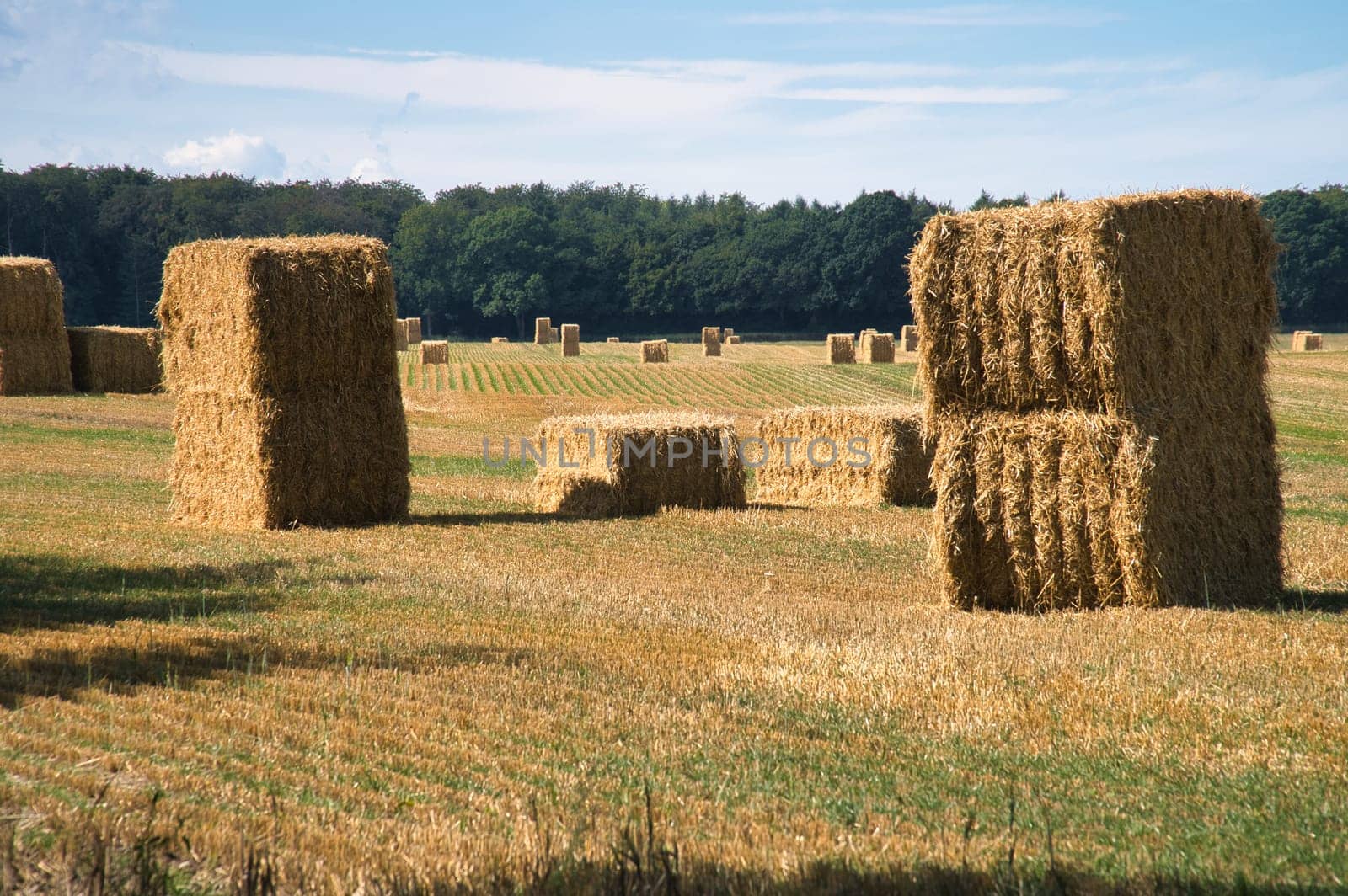 Straw bales on a harvested wheat field. Food supply. Agriculture to feed humanity. Landscape shot from nature.