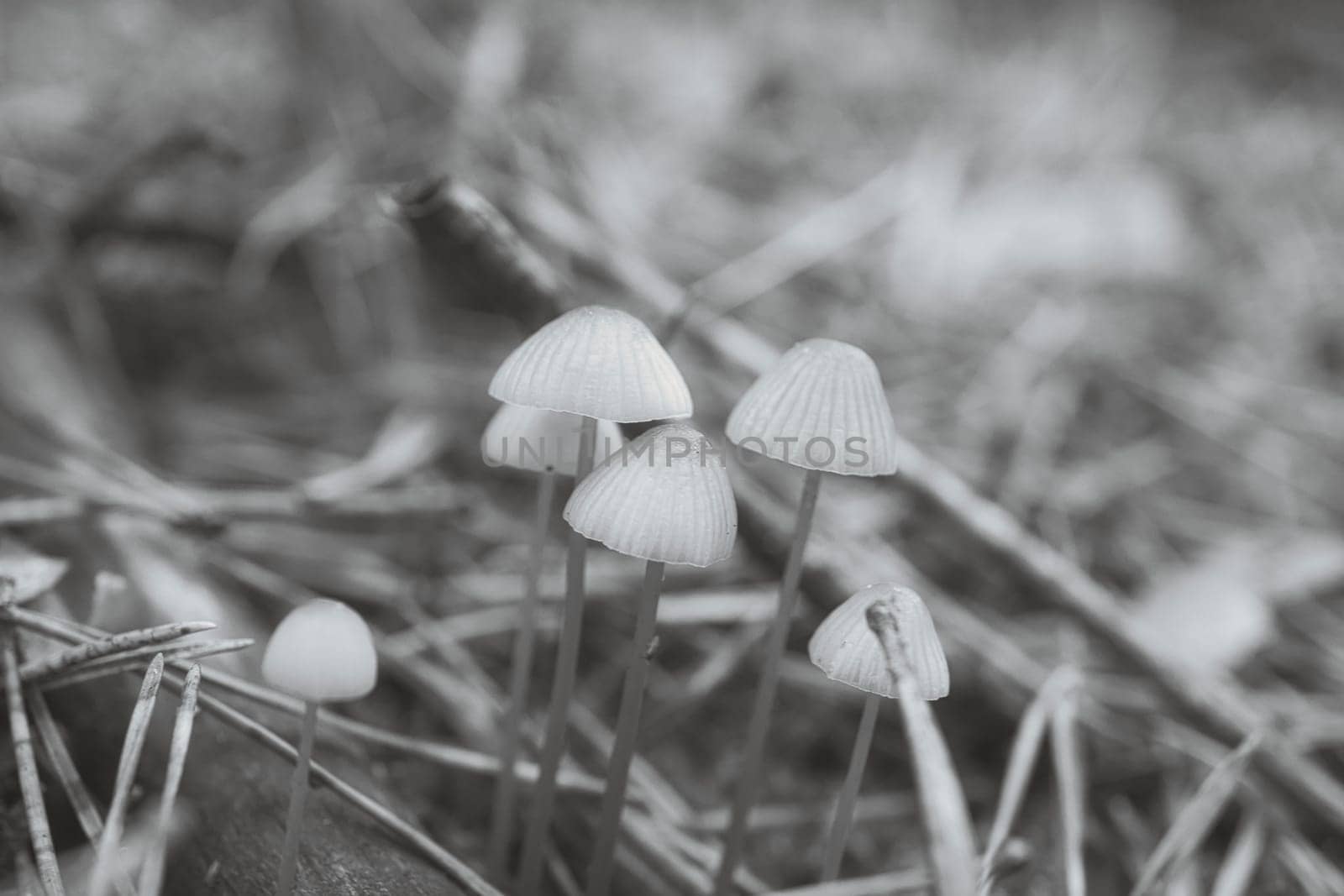 A group of filigree small mushrooms, taken in black and white, on the forest floor in soft light. Macro shot from nature