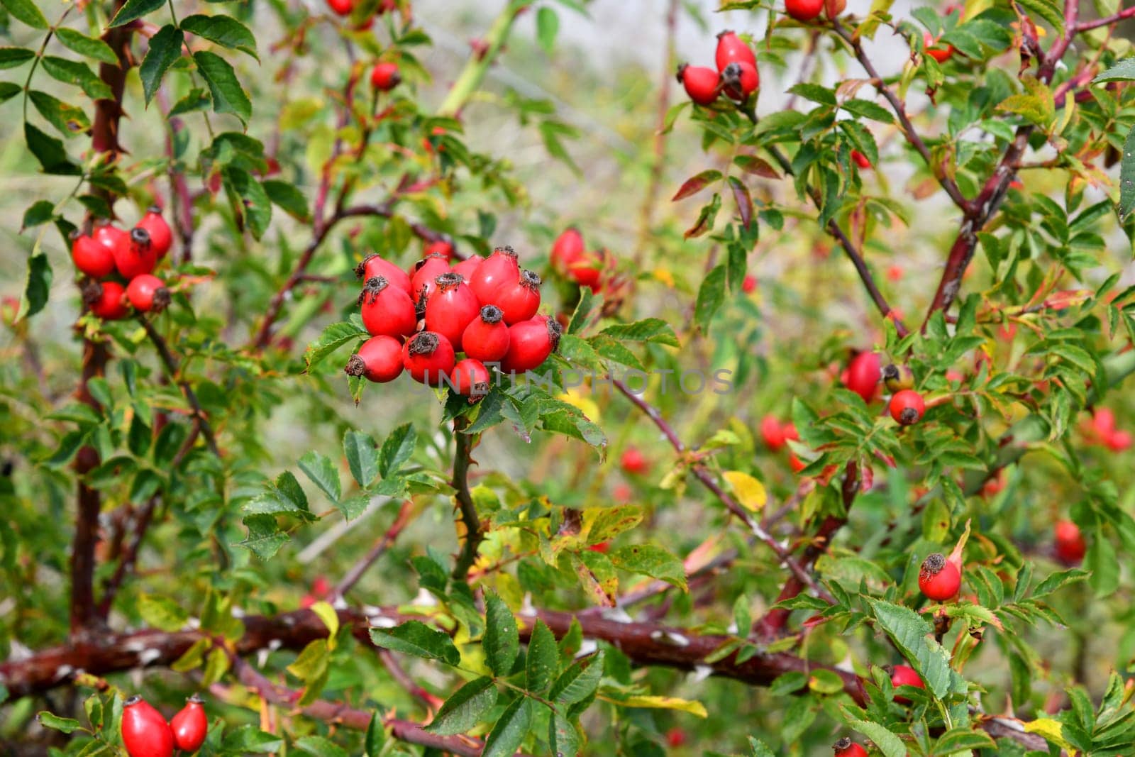 Wild crowing rose hips at the edge of the forest