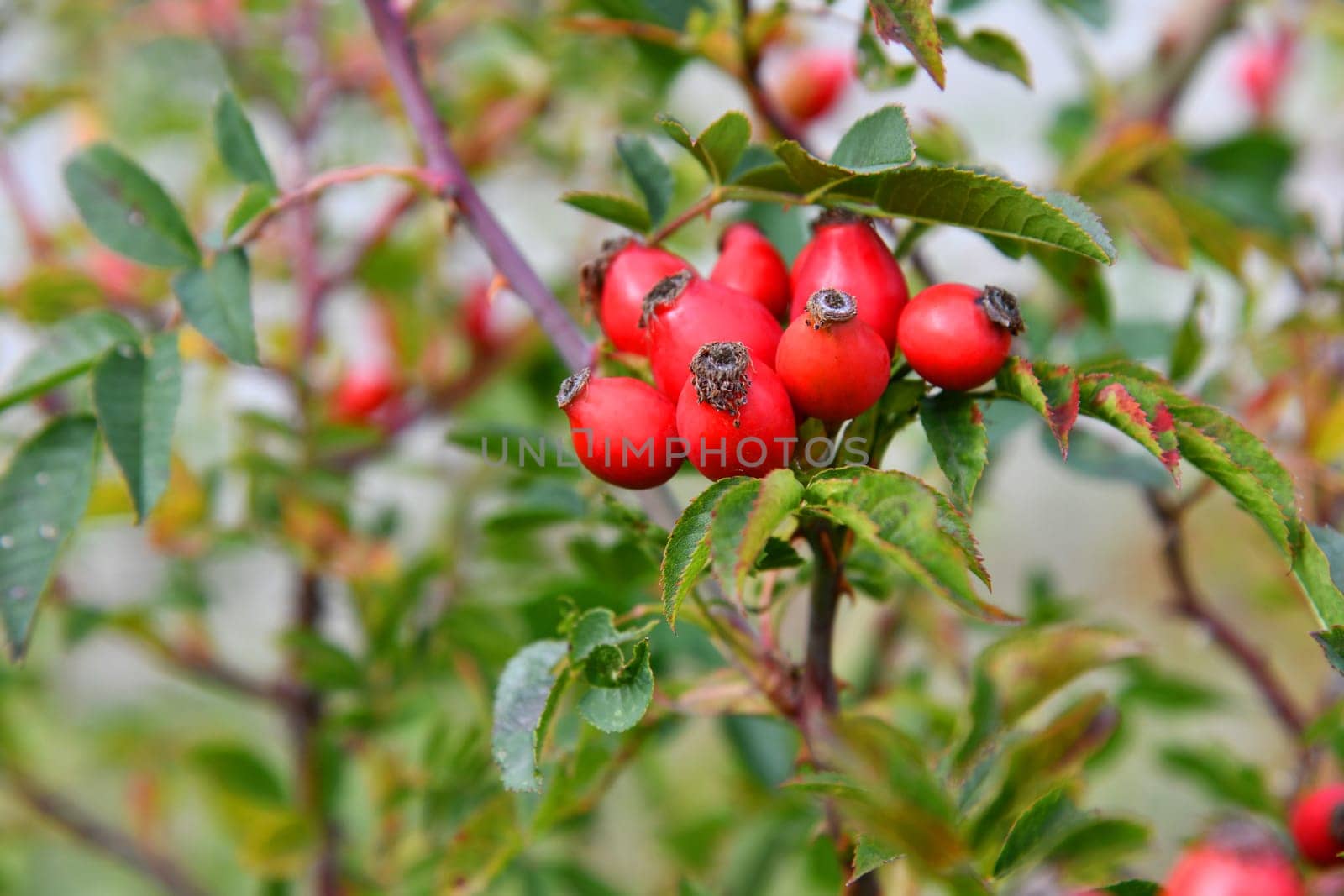 Wild crowing rose hips at the edge of the forest