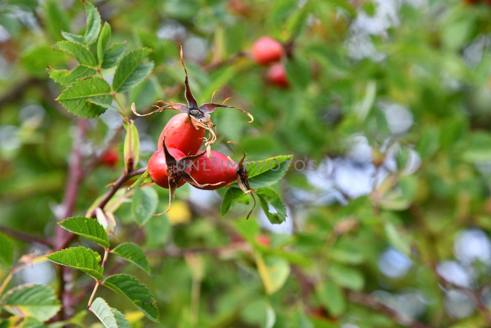 Wild crowing rose hips at the edge of the forest